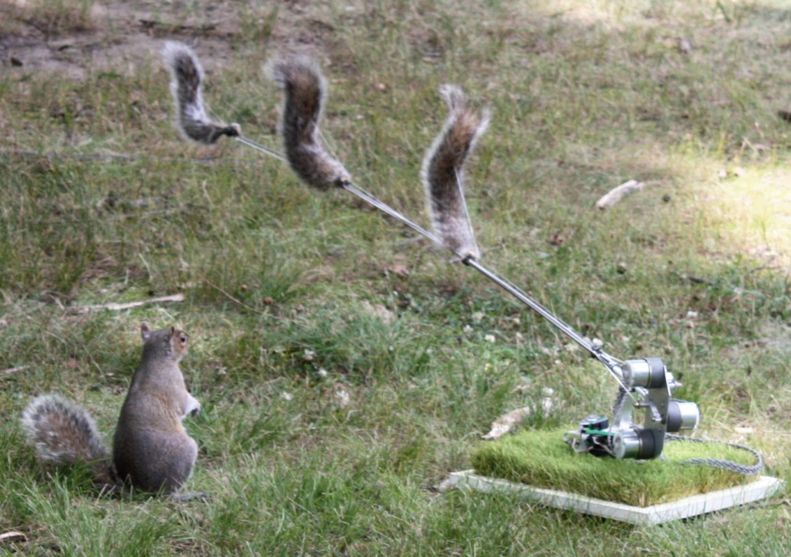 squirrels