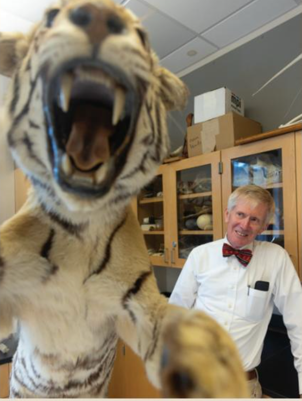 tiger jumping into the camera