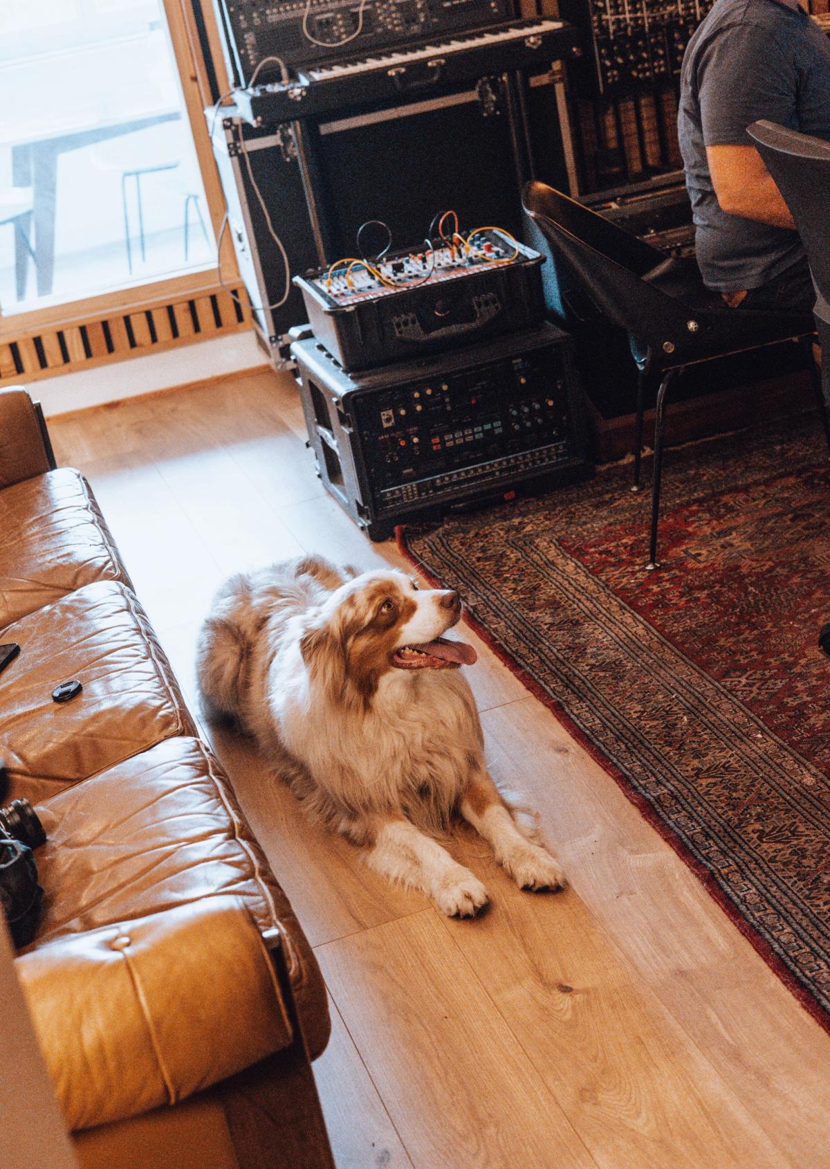 Studio dog resting by the rack