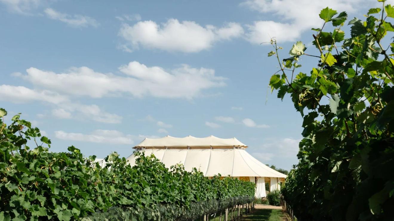 Vineyard rows and the sailcloth reception pavilion at Camp Lucy, a Dripping Springs wedding venue near Austin