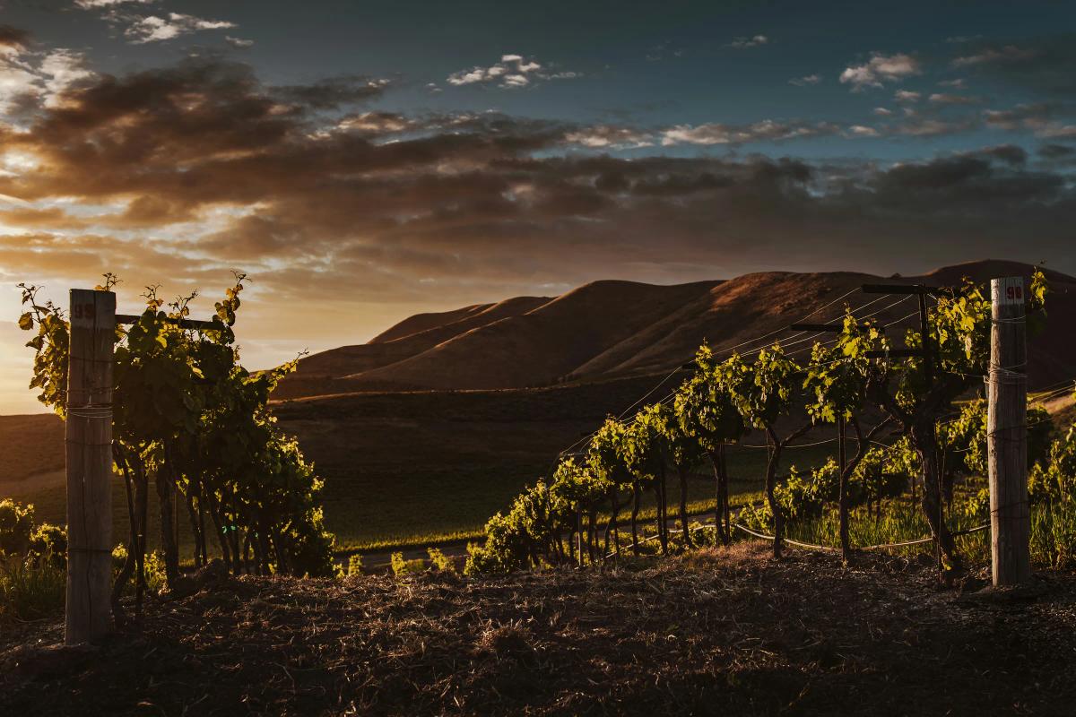 Vineyard rows at a Fredericksburg Texas Hill Country winery glowing in sunset light with hills beyond