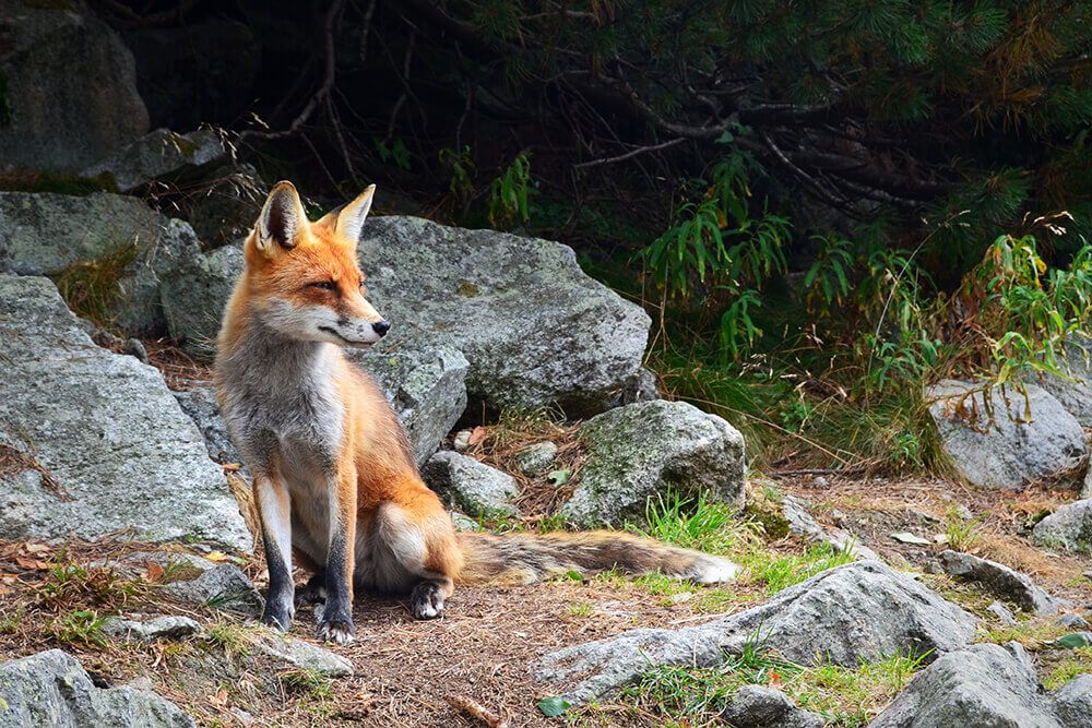 A red fox in a rocky forest