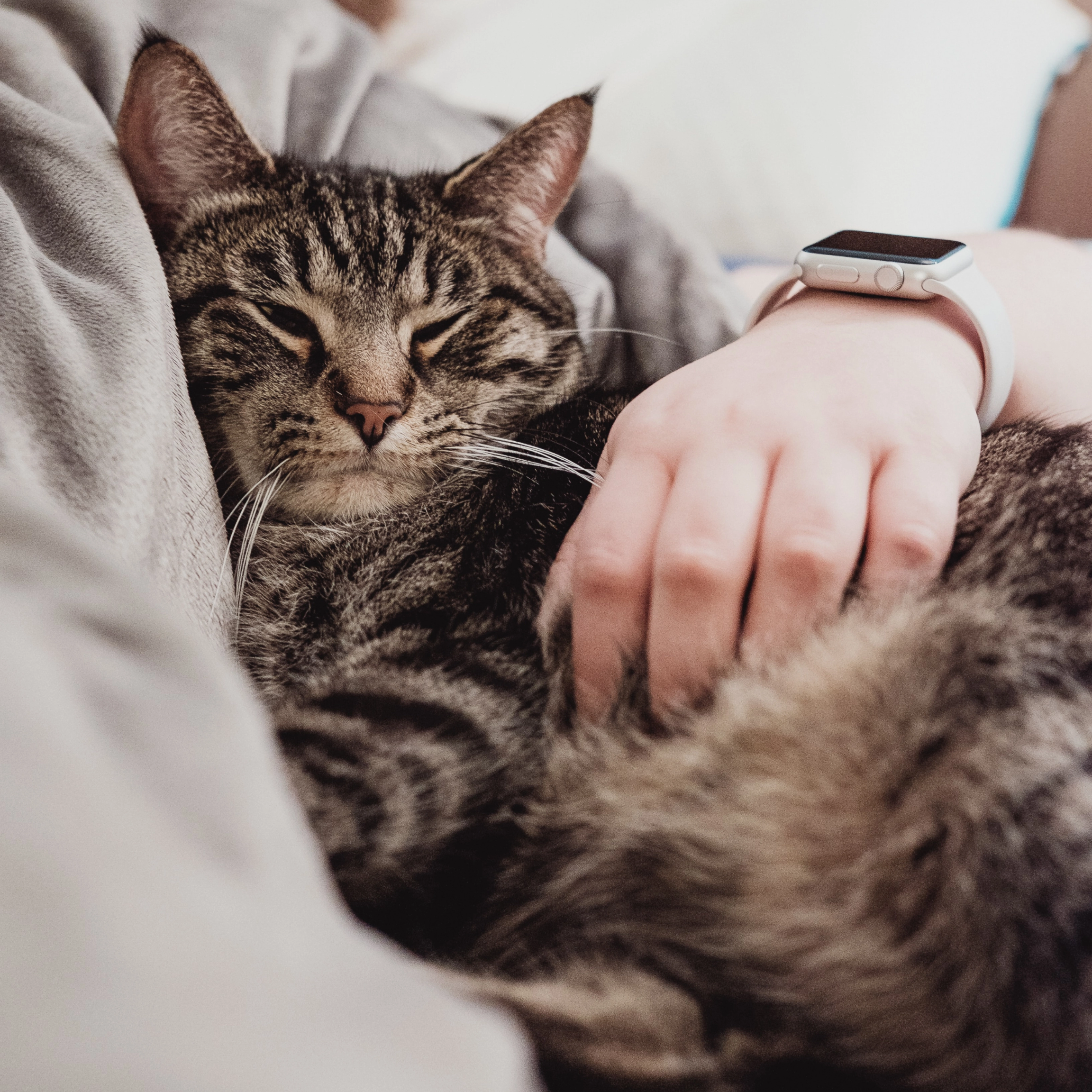 Nærbilde av katt som blir klappet