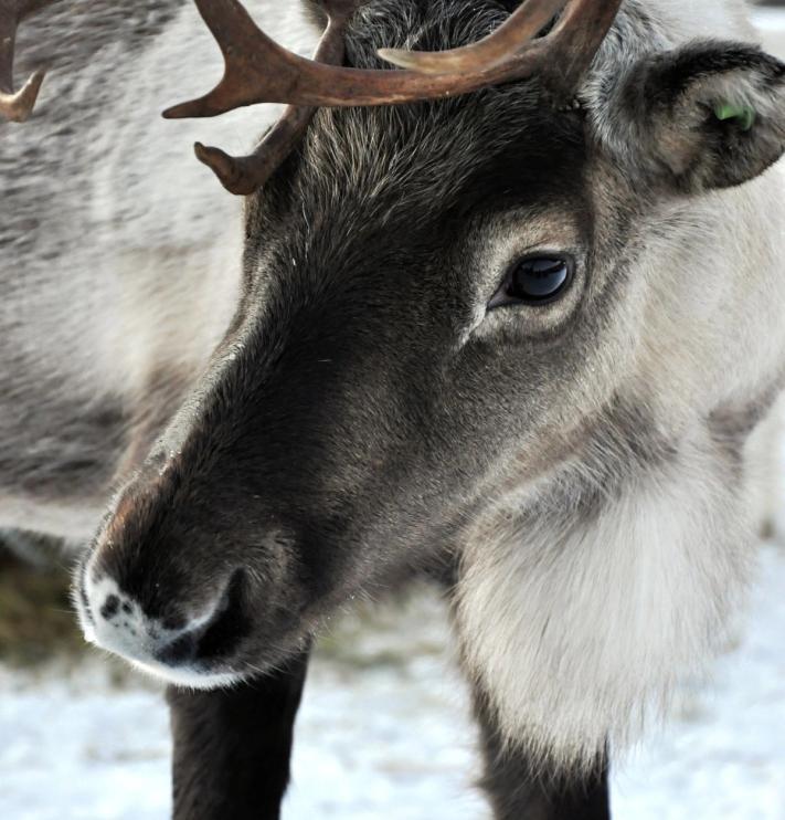 Visit Røros og Østerdalen ny visuell identitet av Nonspace