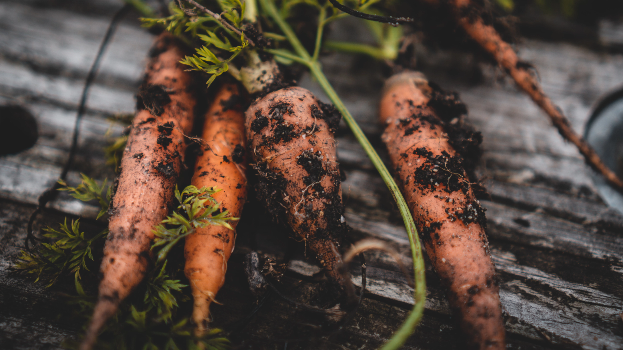 European Region of Gastronomy concept & campaign for Trondheim's Gastronomy by Nonspace