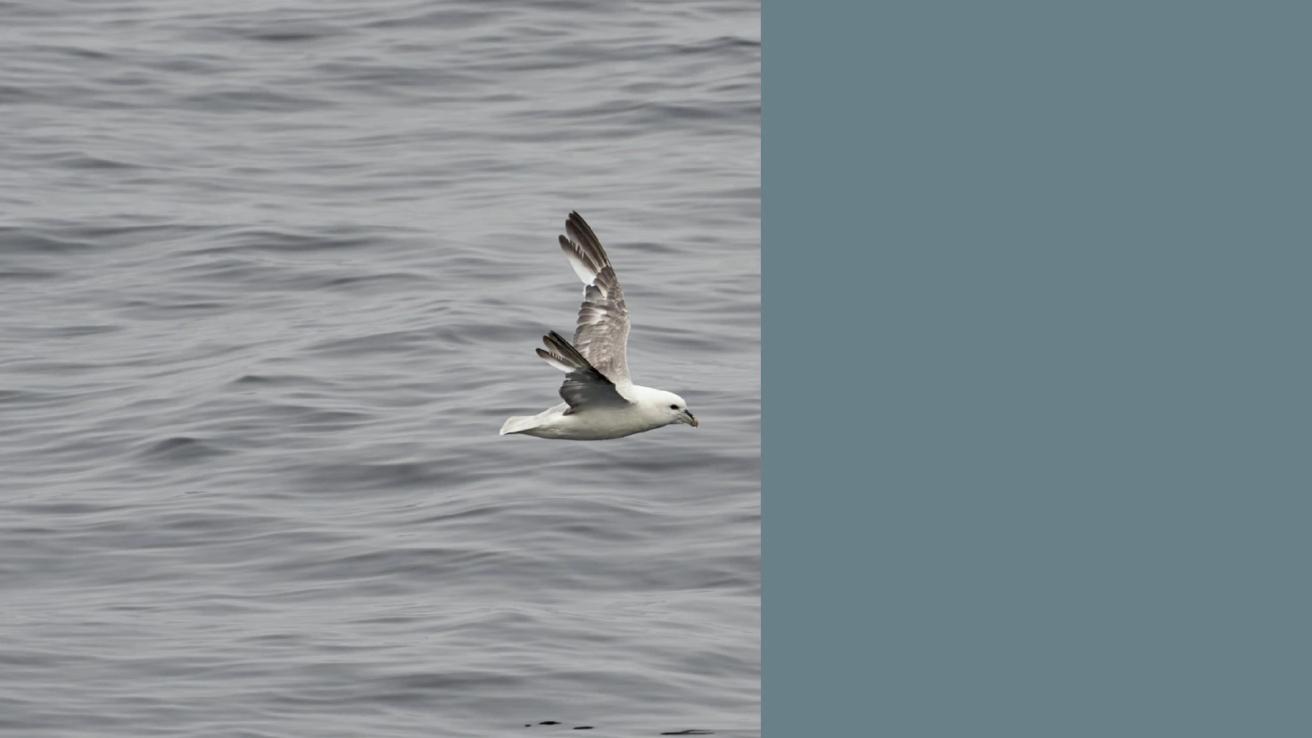 A white and grey seabird flying low over calm grey ocean waters — by Nonspace