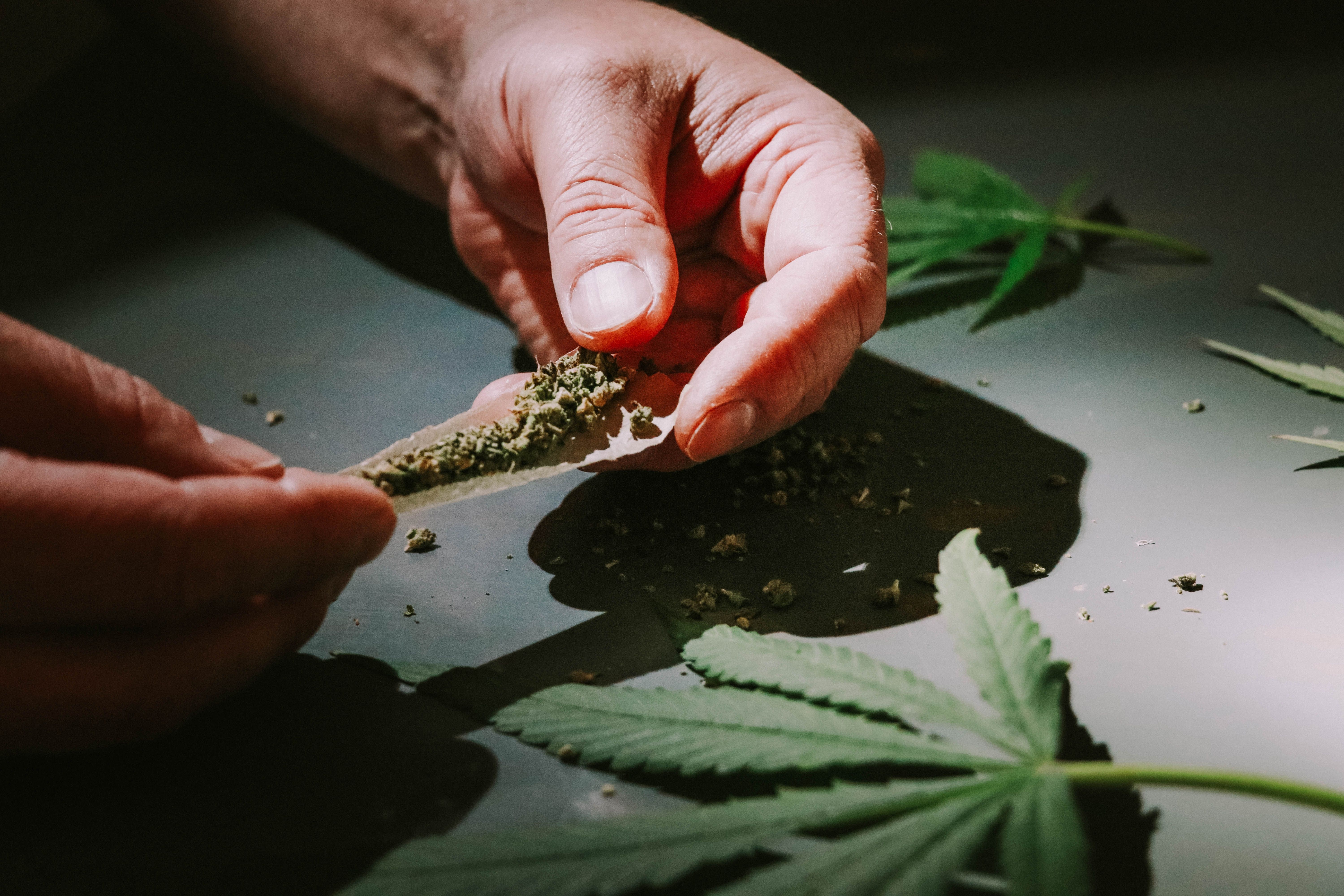 Image Hands rolling a cannabis joint with marijuana leaves on a dark surface, representing old marijuana offenses that may qualify for expungement in New Jersey.
