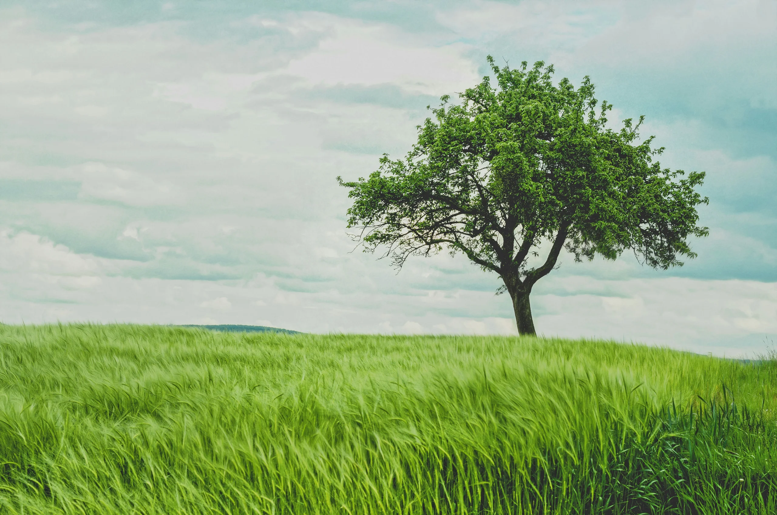 Strong brands aren't built, they're grown