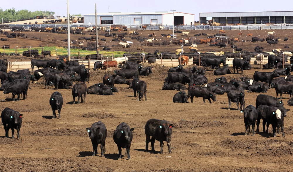 Cattle gathered at a Kansas feedlot
