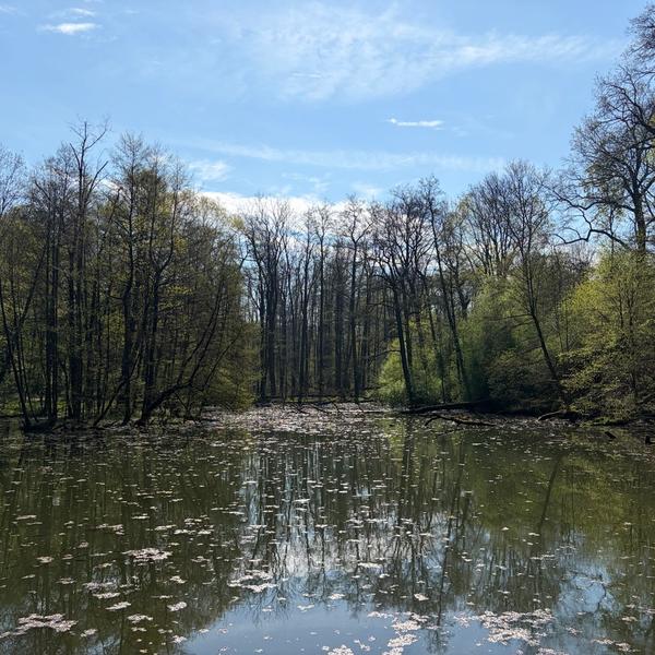 Rybník u Kamenného stolu