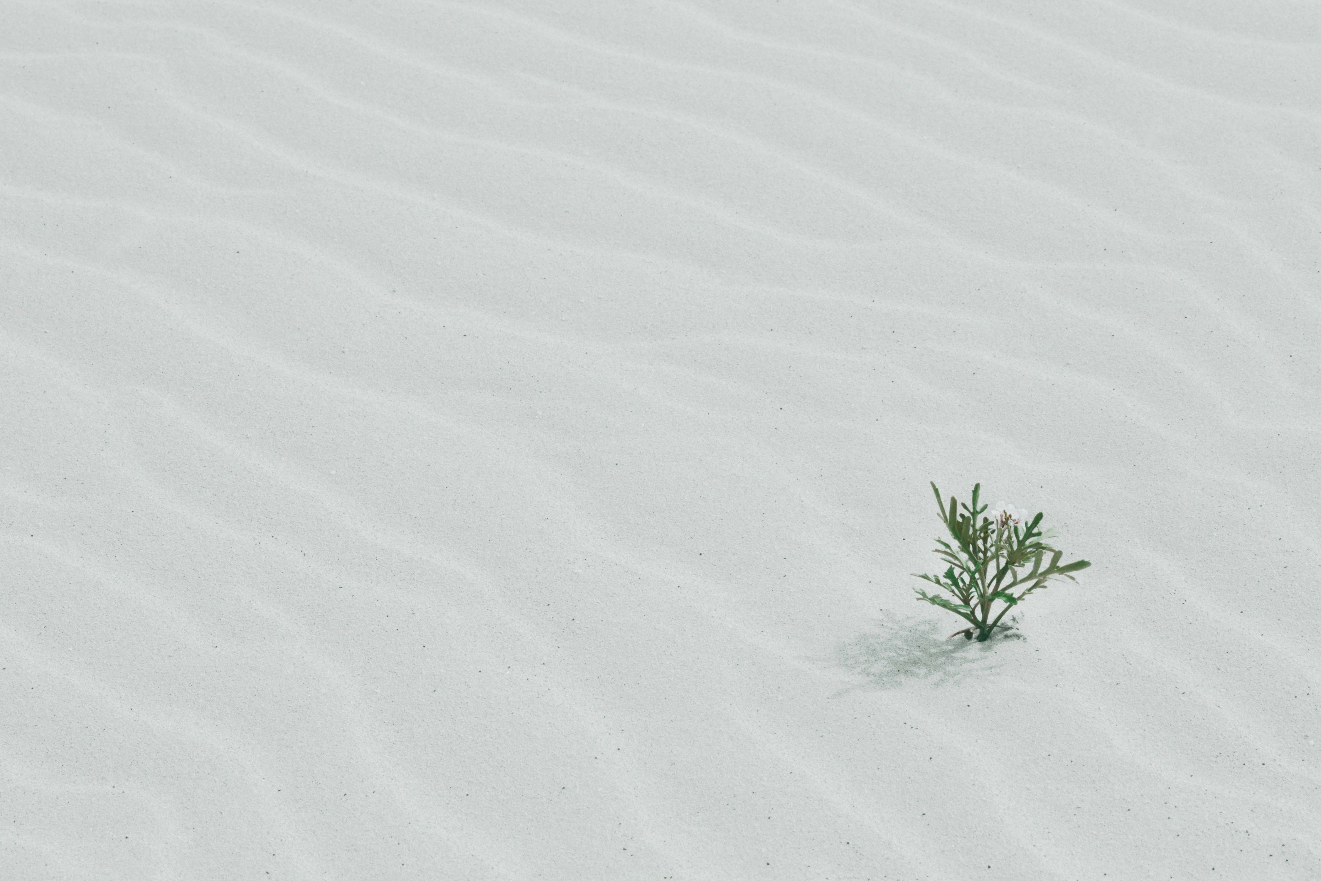 a small tree growing in the sand