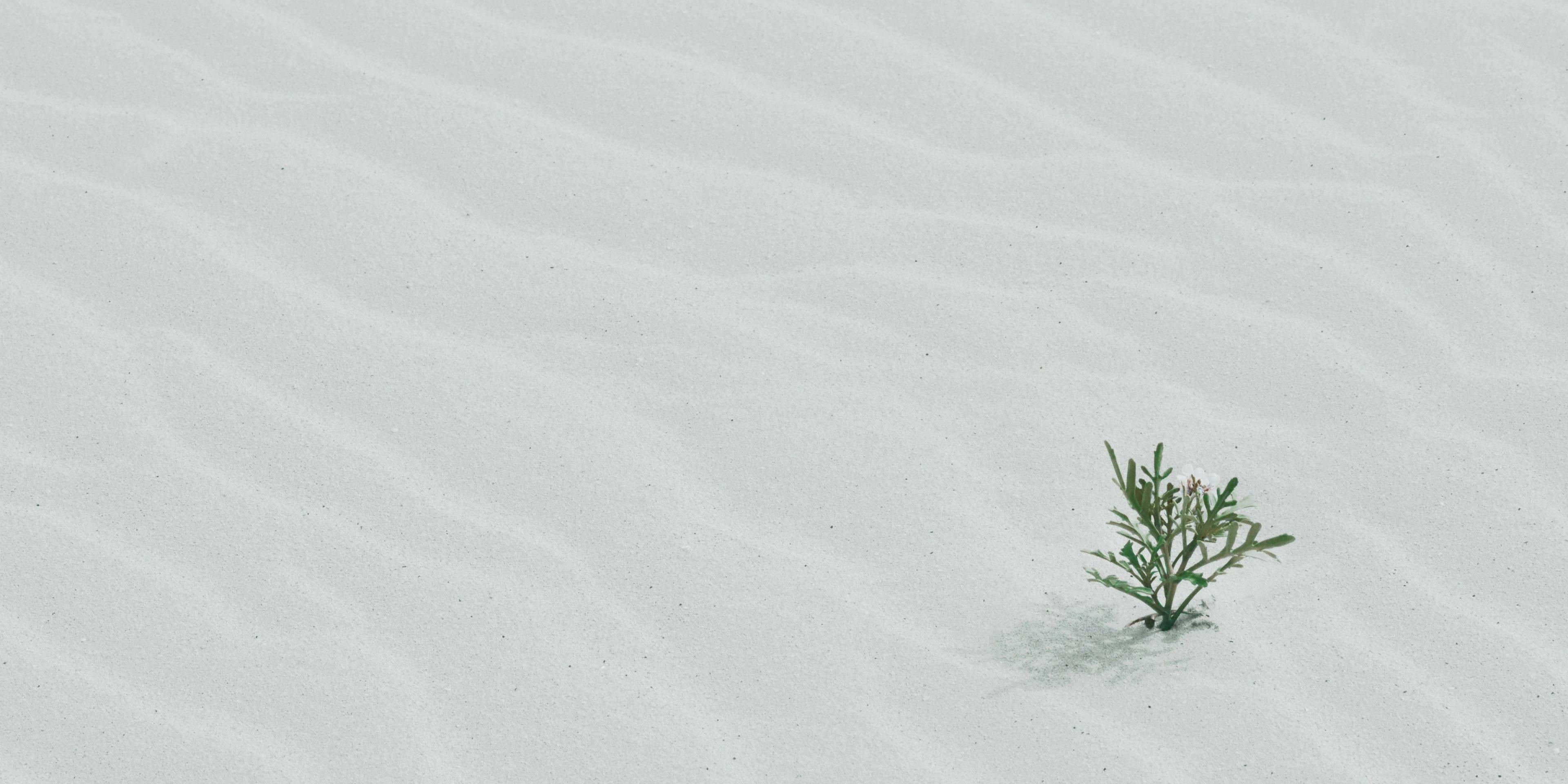 a small tree growing in the sand