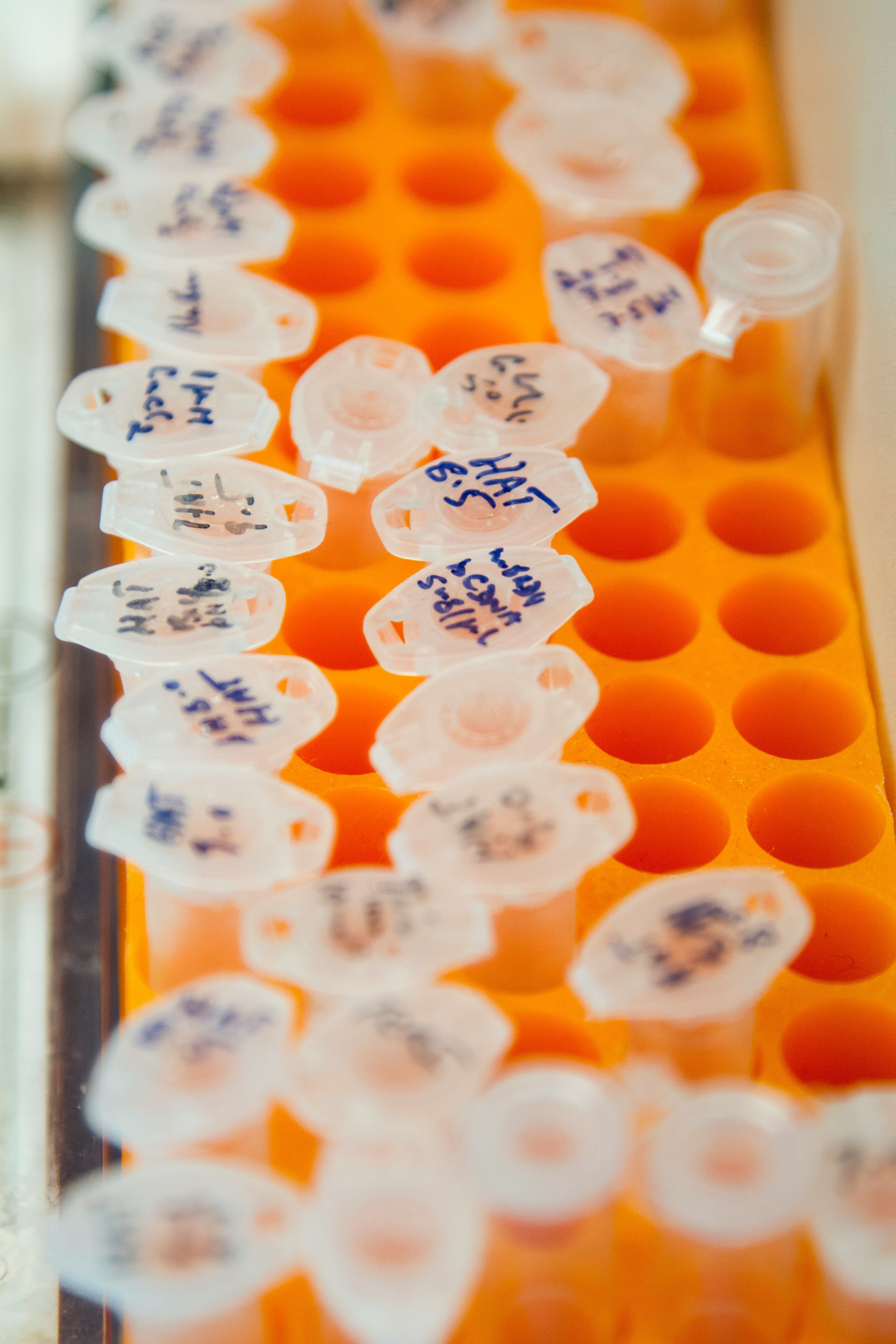 eppendorf tubes in a tube rack