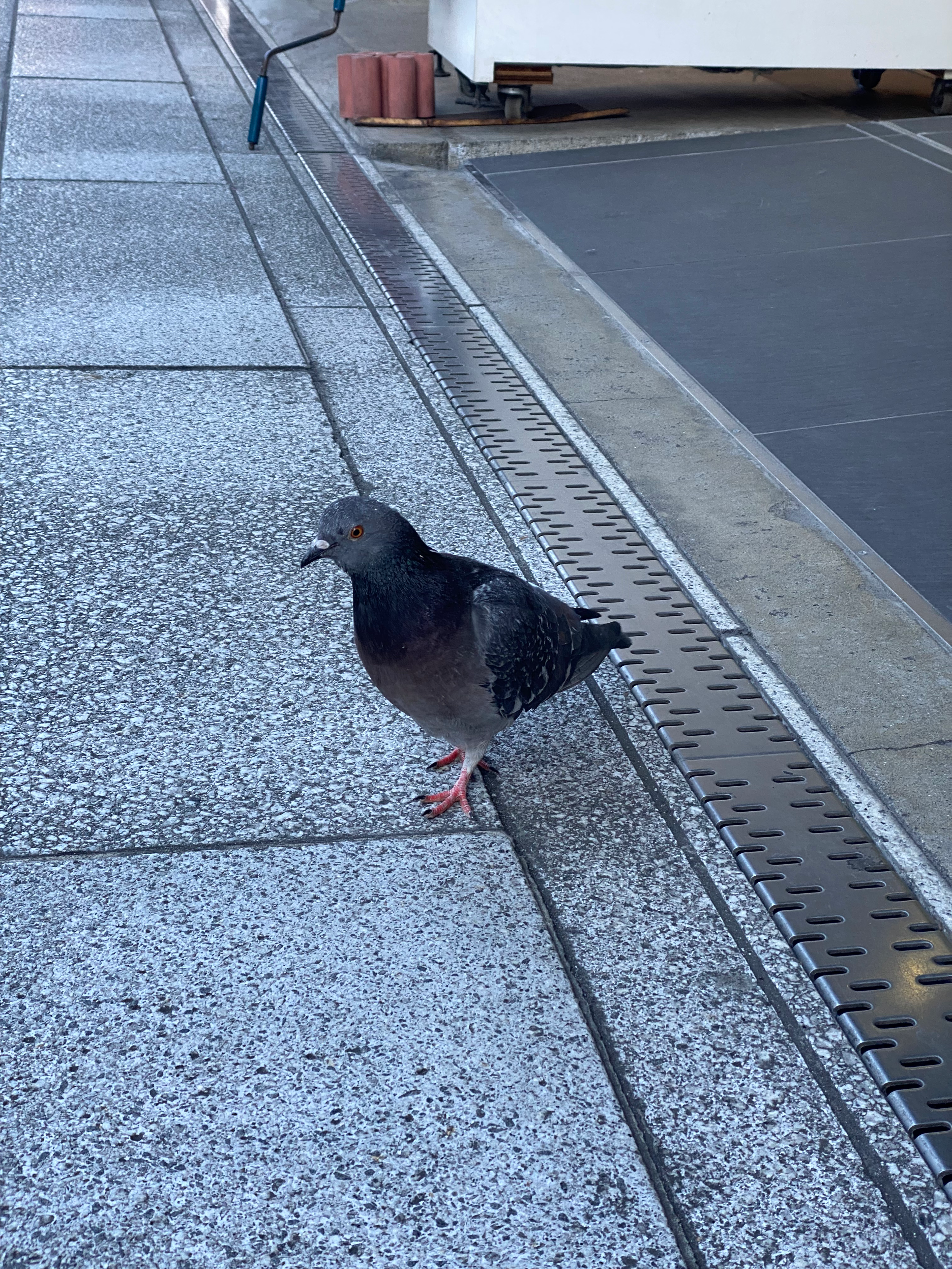 A pigeon found around the Sensoji (1/19/2022)