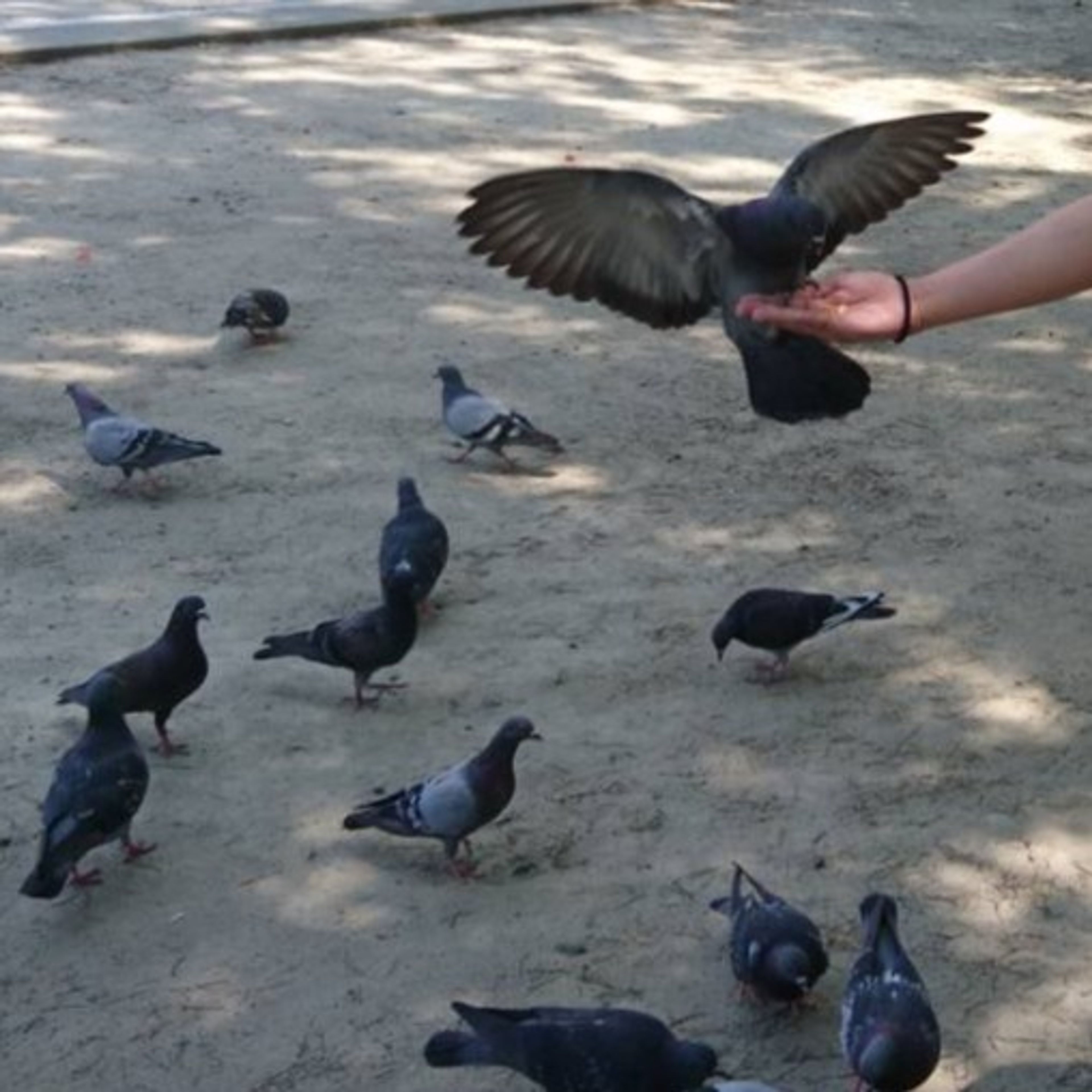 Foods needed! (2019)