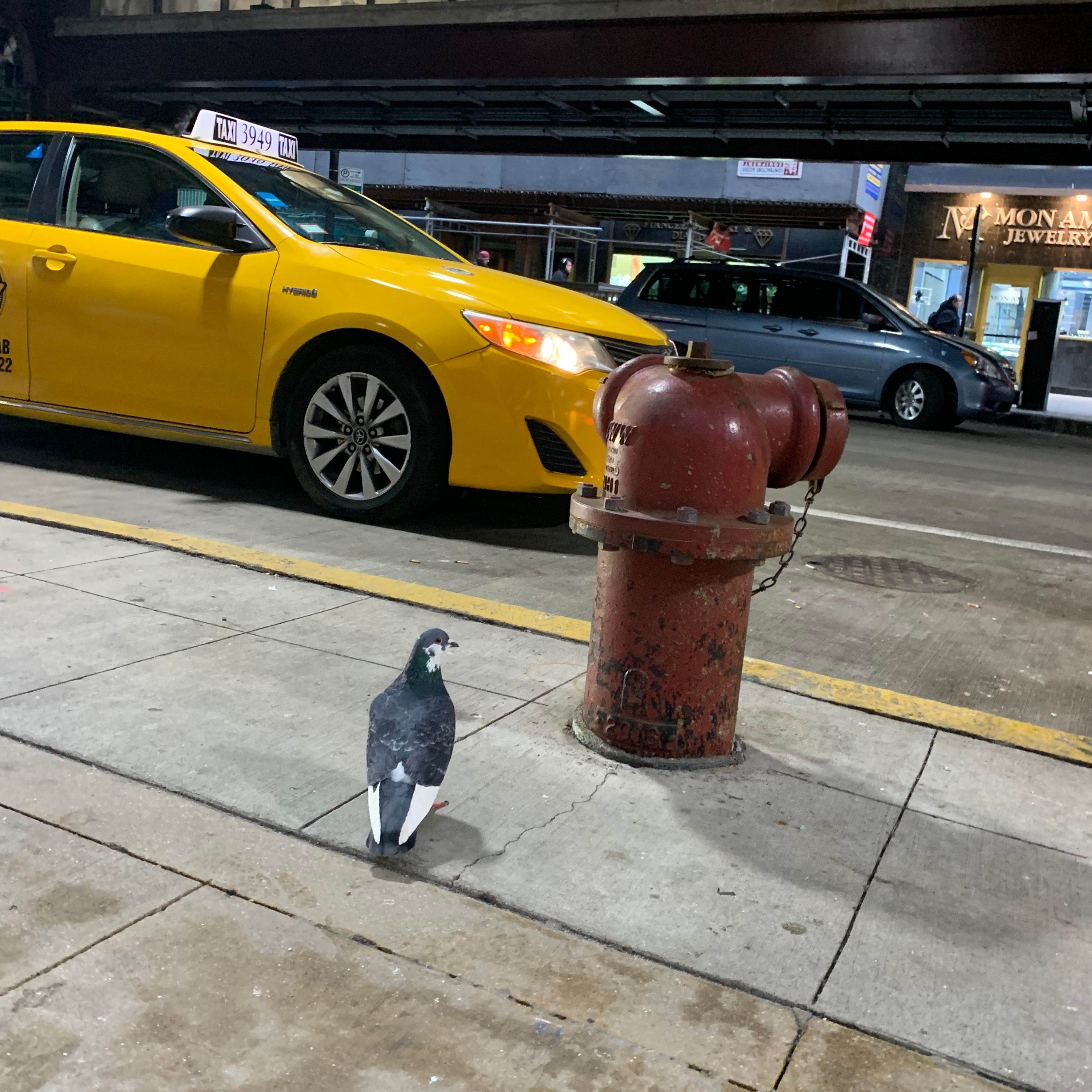 a pigeon waiting for the ride (2/3/2020)