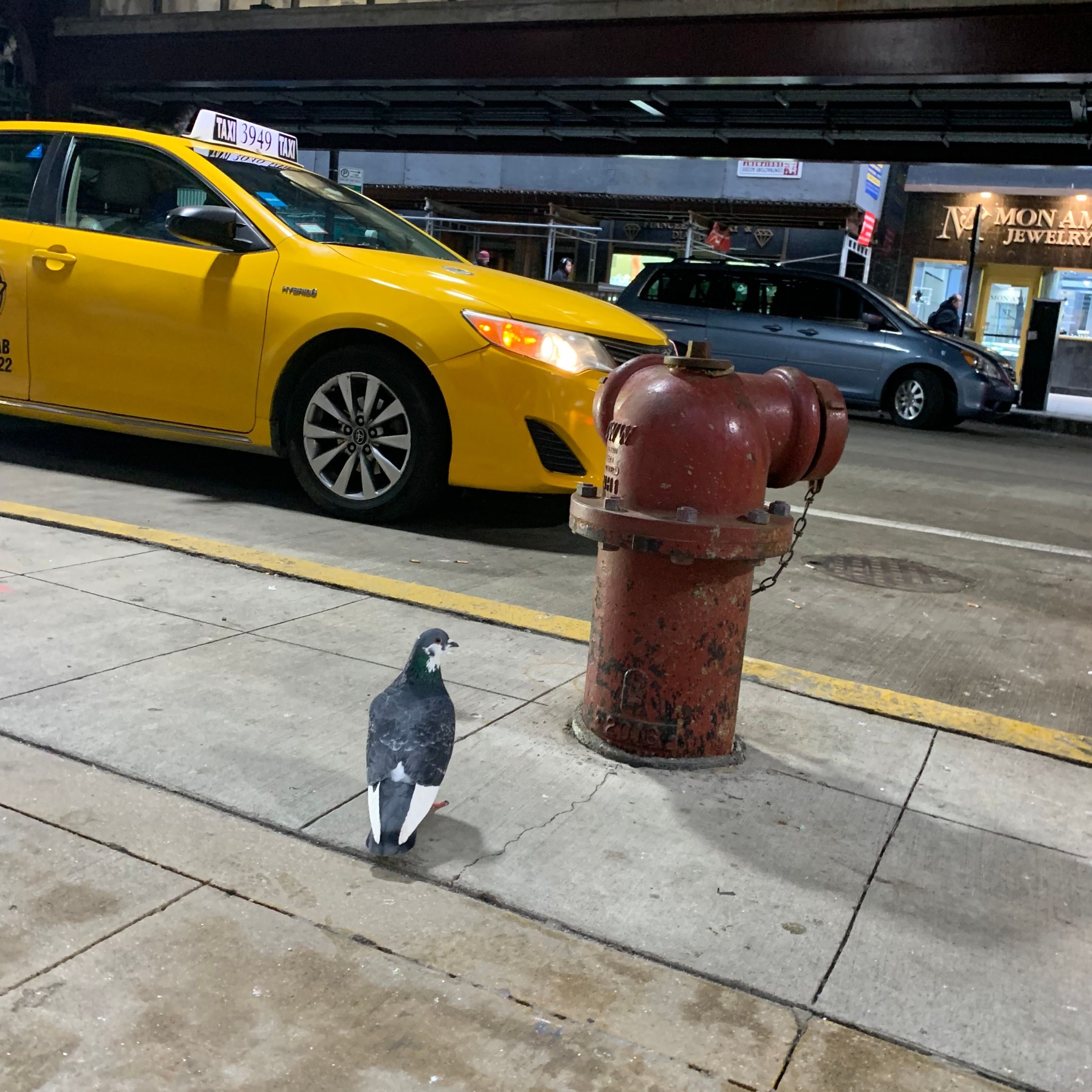 a pigeon waiting for the ride (2/3/2020)