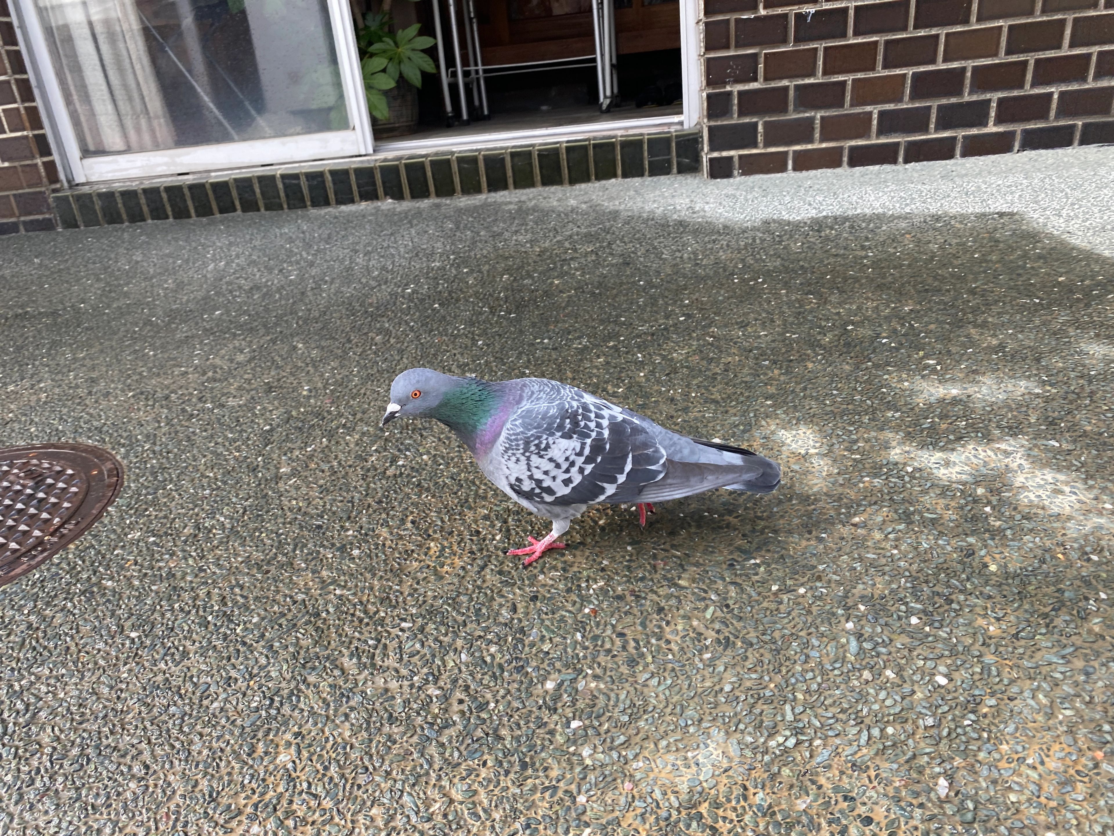 a pigeon in Zenkoji temple (12/26/2022)