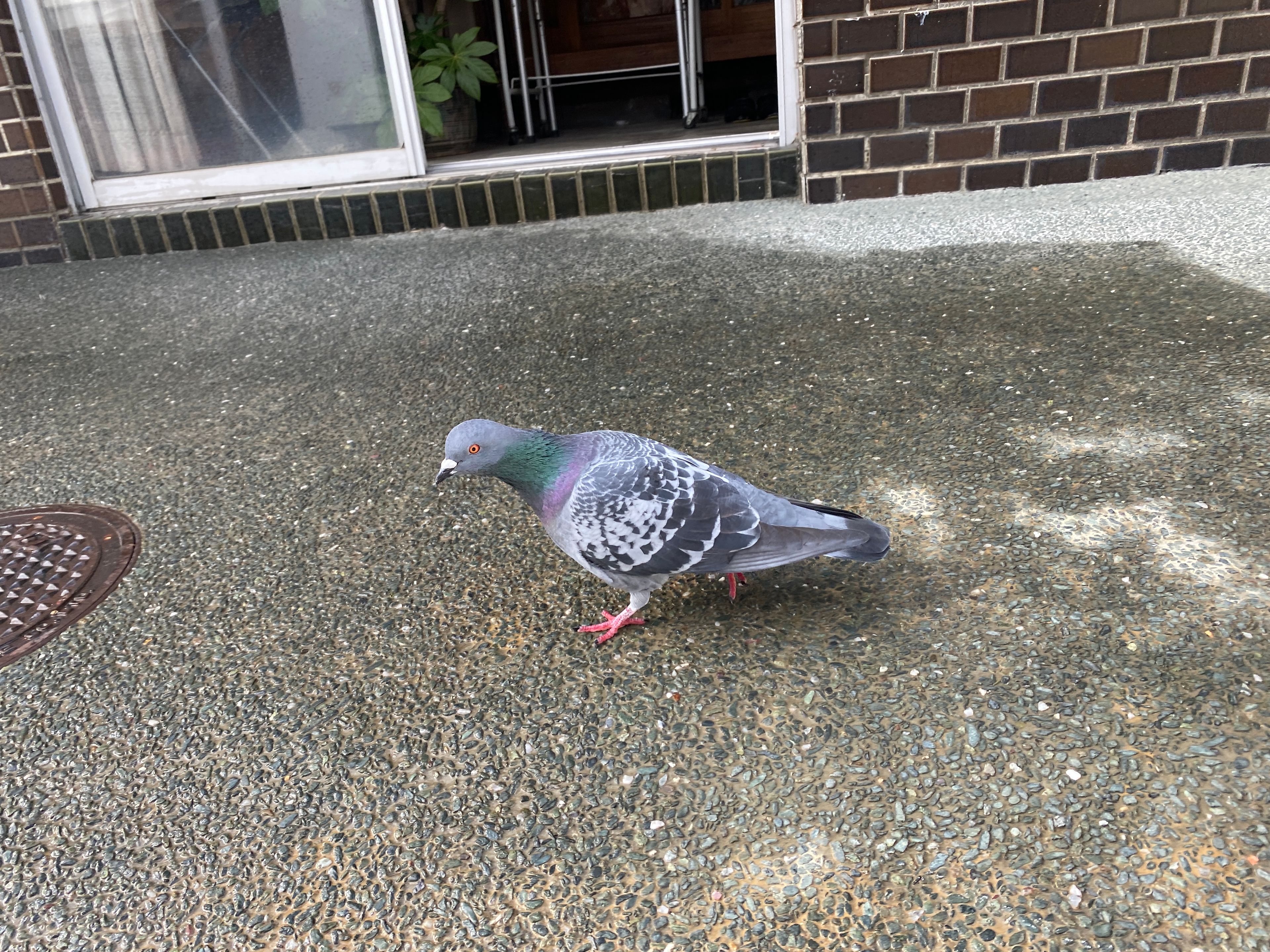 a pigeon in Zenkoji temple (12/26/2022)