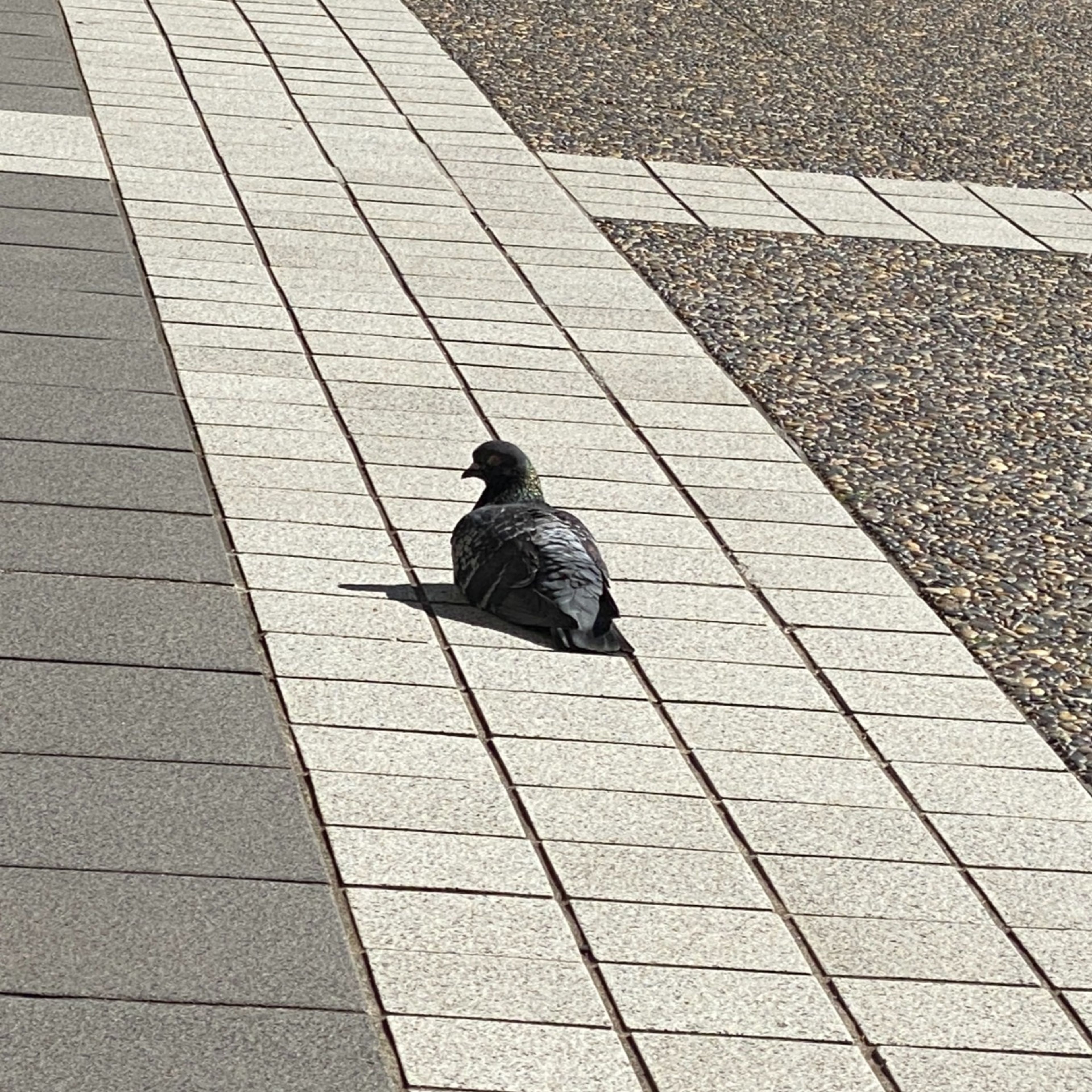 pigeon melting down (5/2/2023)