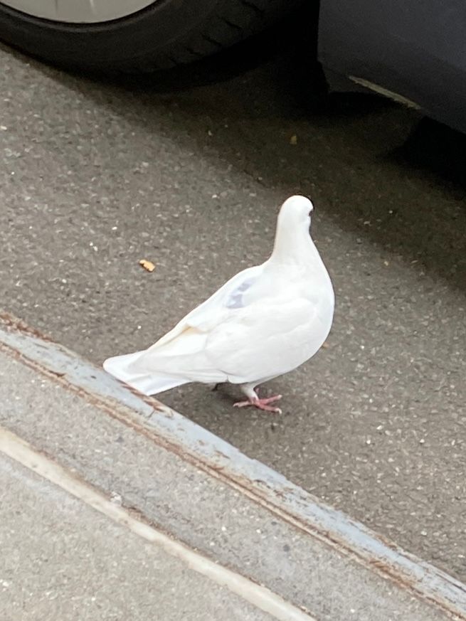 a pigeon found on between Washington pl and Broadway (11/10/2023)