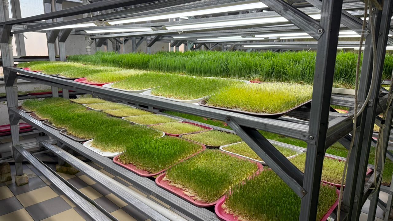 ГИДРОПОНИКА ЫКМАСЫ МЕНЕН ЭКОЛОГИЯЛЫК ТАЗА ПРОДУКЦИЯ ӨНДҮРҮЛҮҮДӨ