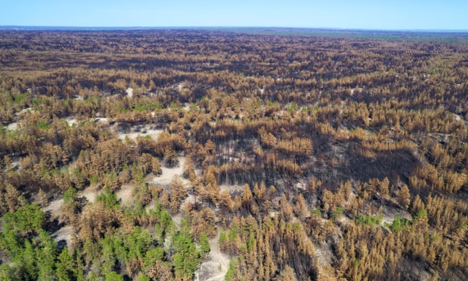 Казакстанда кайрадан токой өрттөнүп жатат