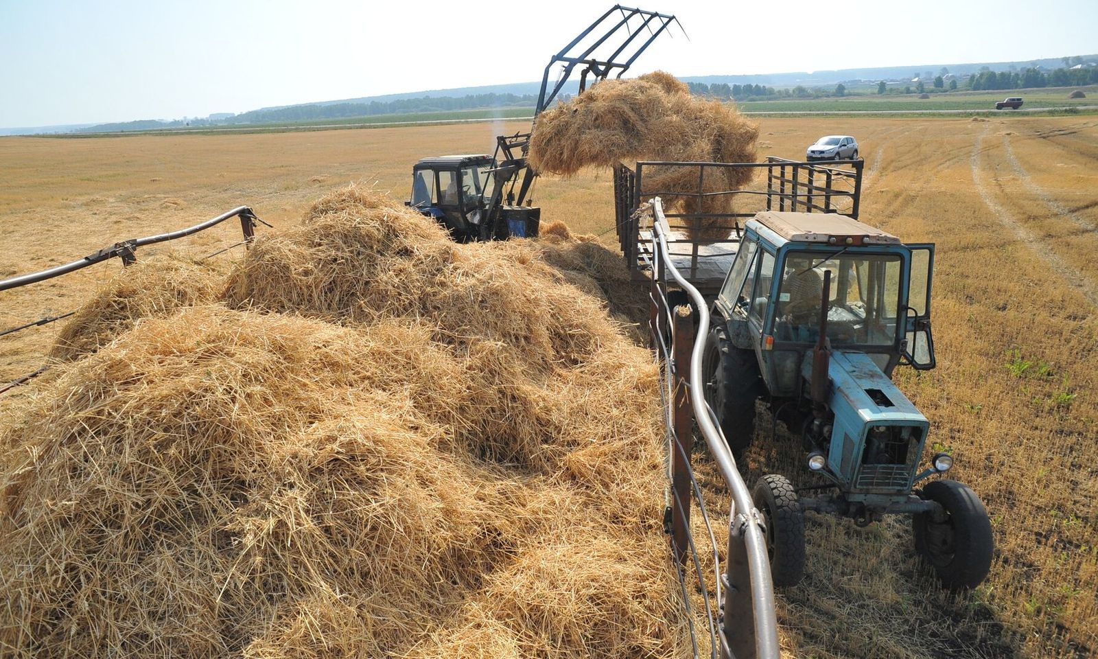 Кыргызстанда тоютту экспорттоого тыюу салынды