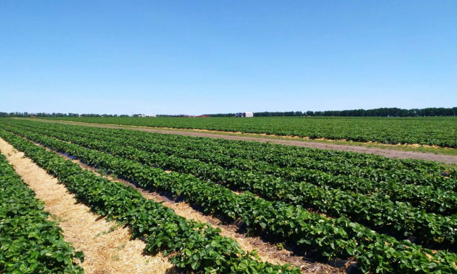 Соңку беш жылда, айыл чарба тармагында салыктан түшкөң пайда төрт эсе өстү.