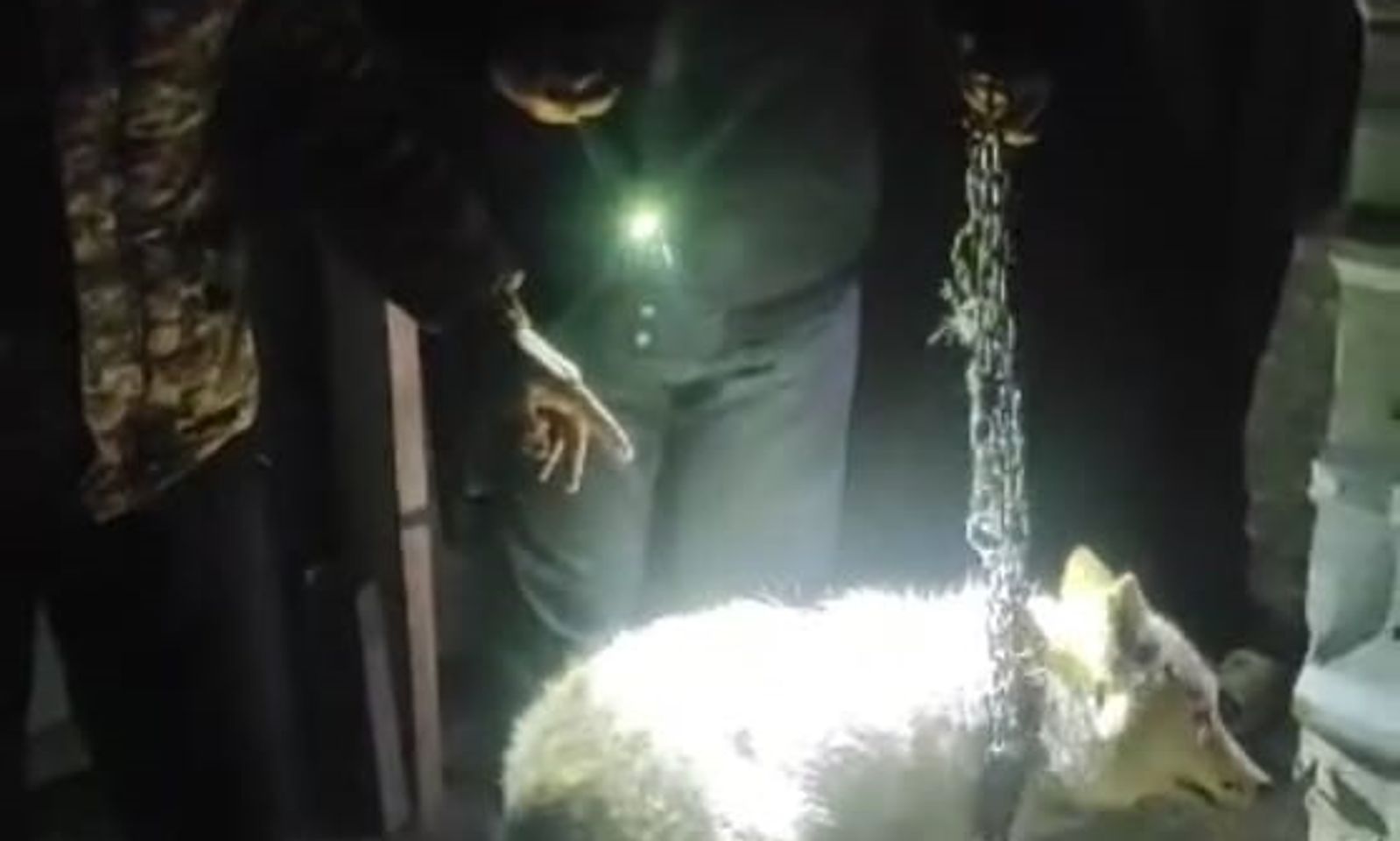 Ысык-Көлдө карышкыр багып жүргөн адам аныкталды