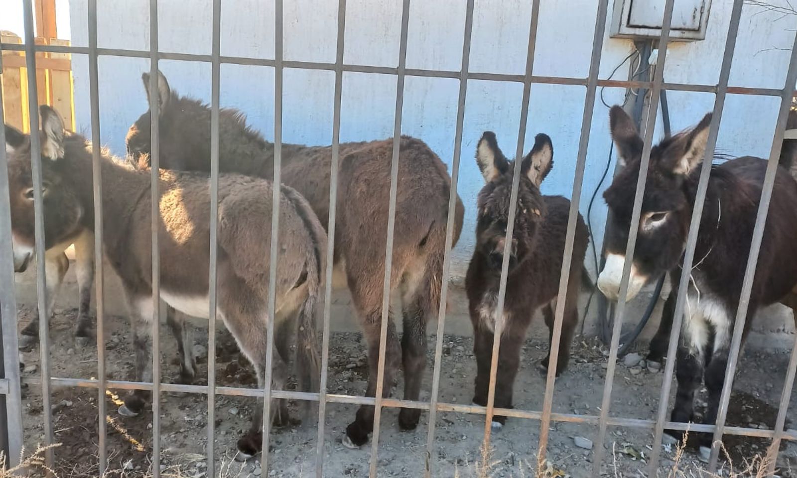 Шаар аралап. Балыкчыда эшектер камакка алынды