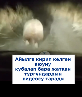 Аюу