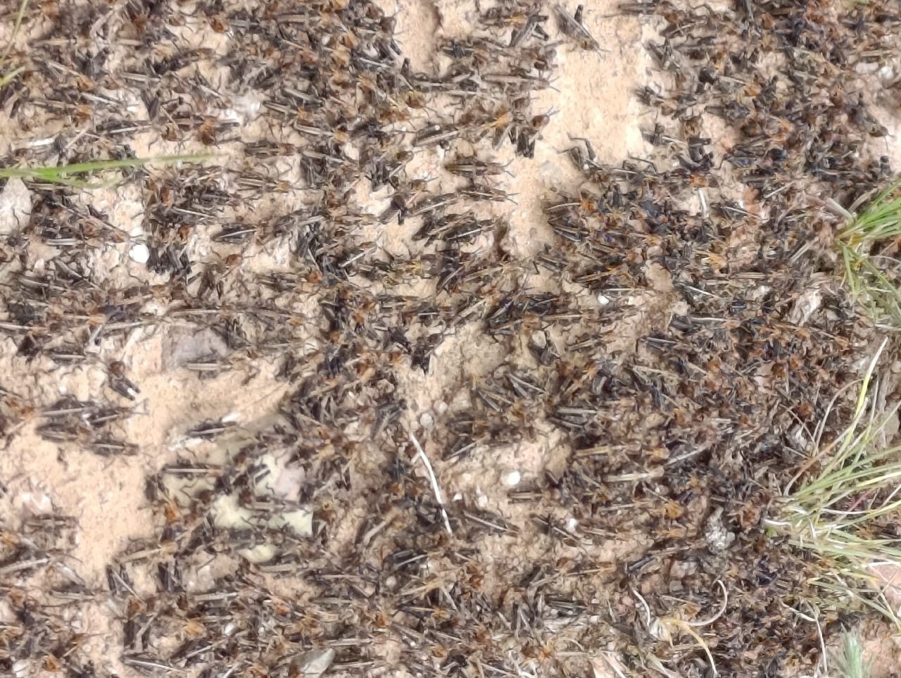 Чүй облусунда чегирткелерге каршы мониторинг жүргүзүлдү