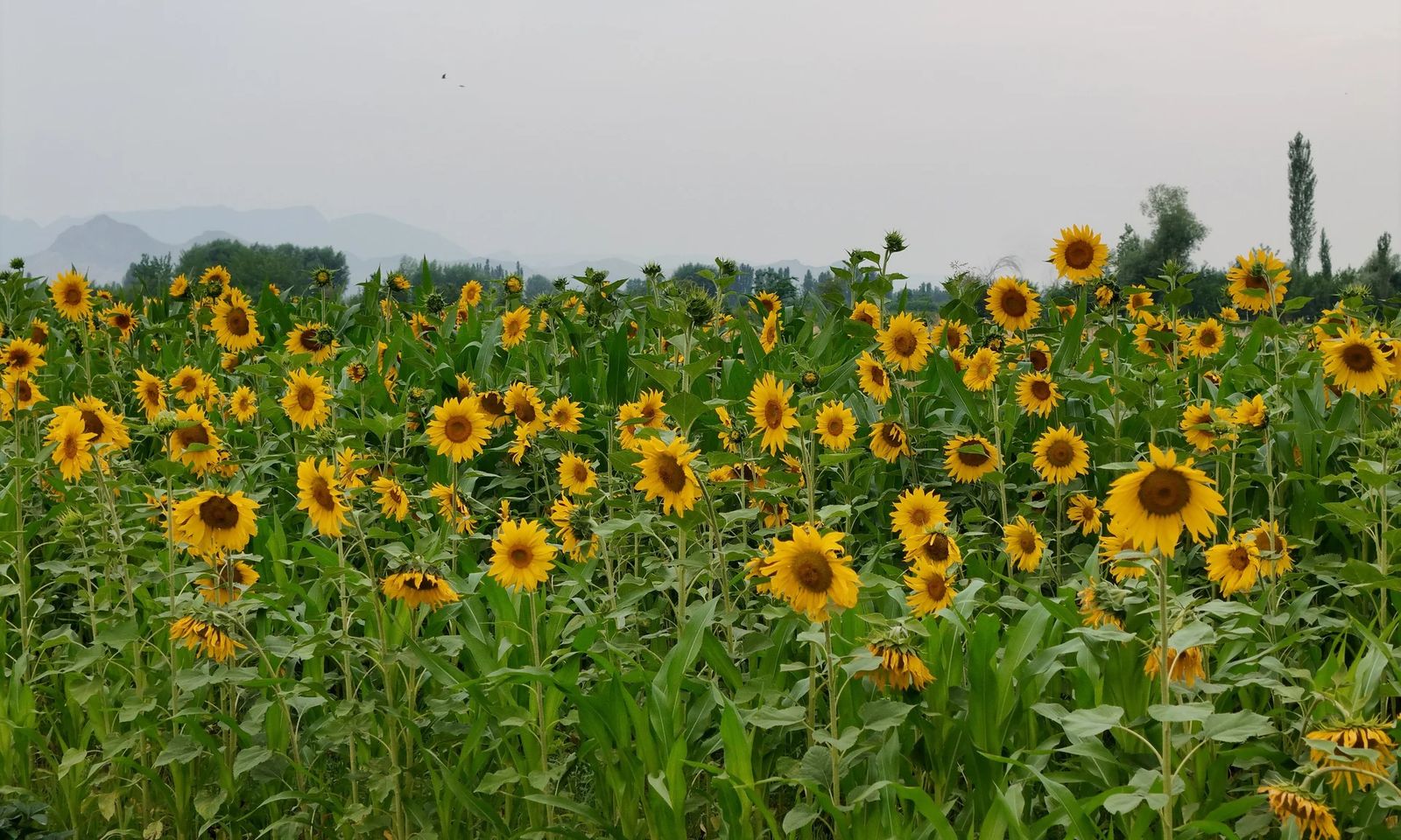 Ош шаарындагы күн карама талаасы