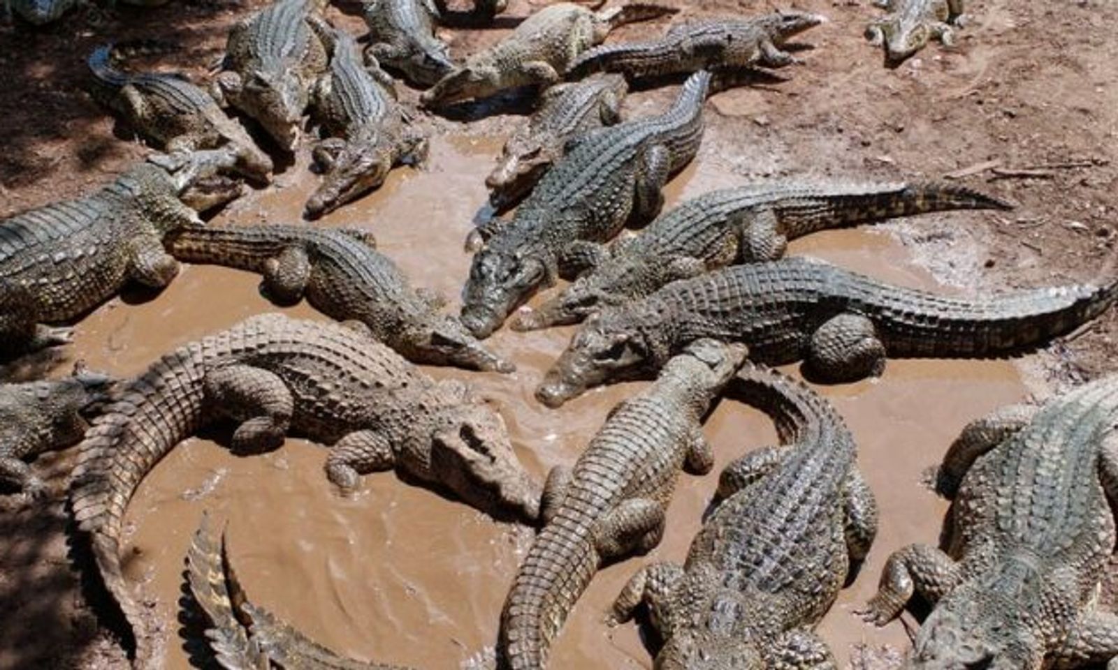 Кытайда питомниктен 70тен ашык крокодил качып кетти