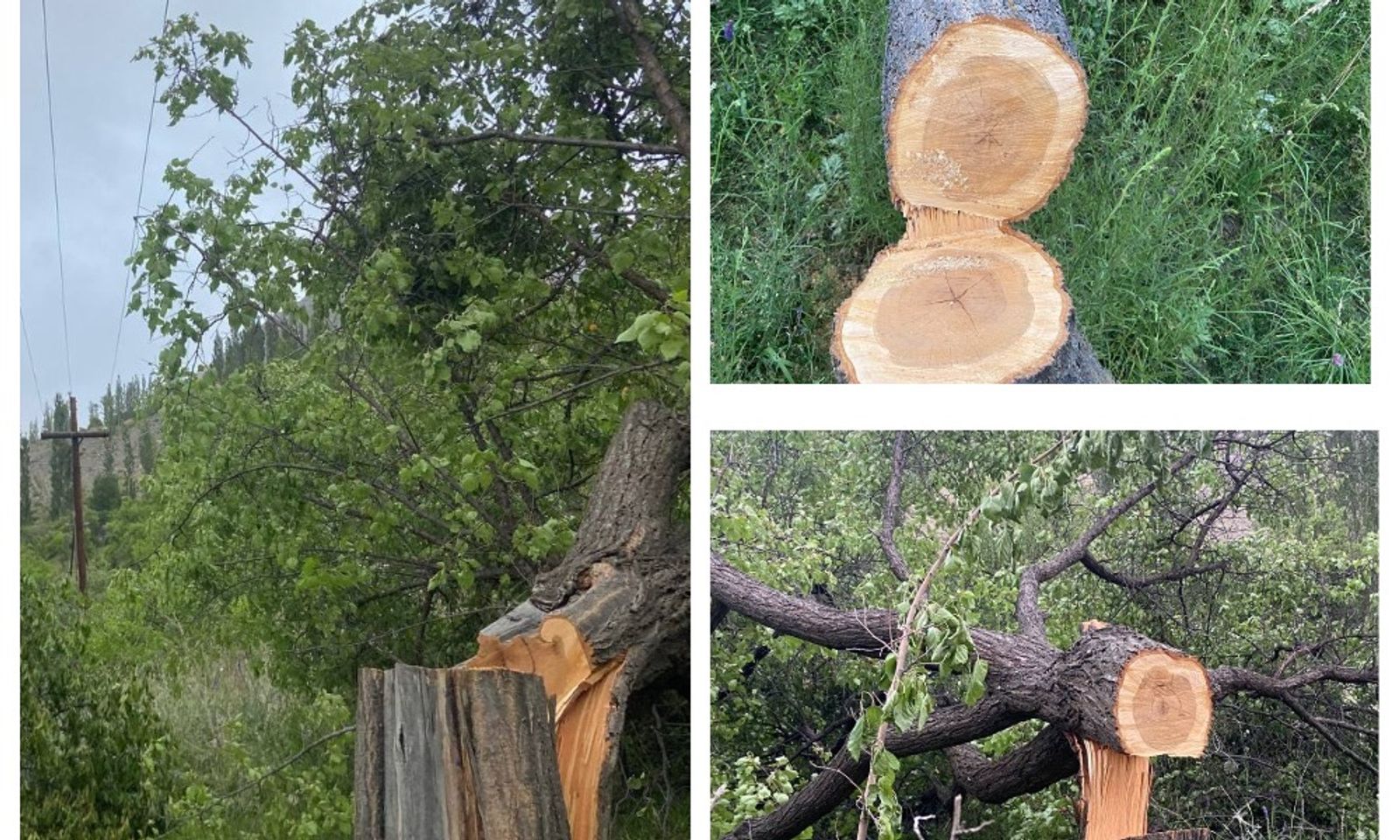 ВИДЕО-Баткендин Кан айылында бак-дарактар кыйылууда. Ким жооп берет