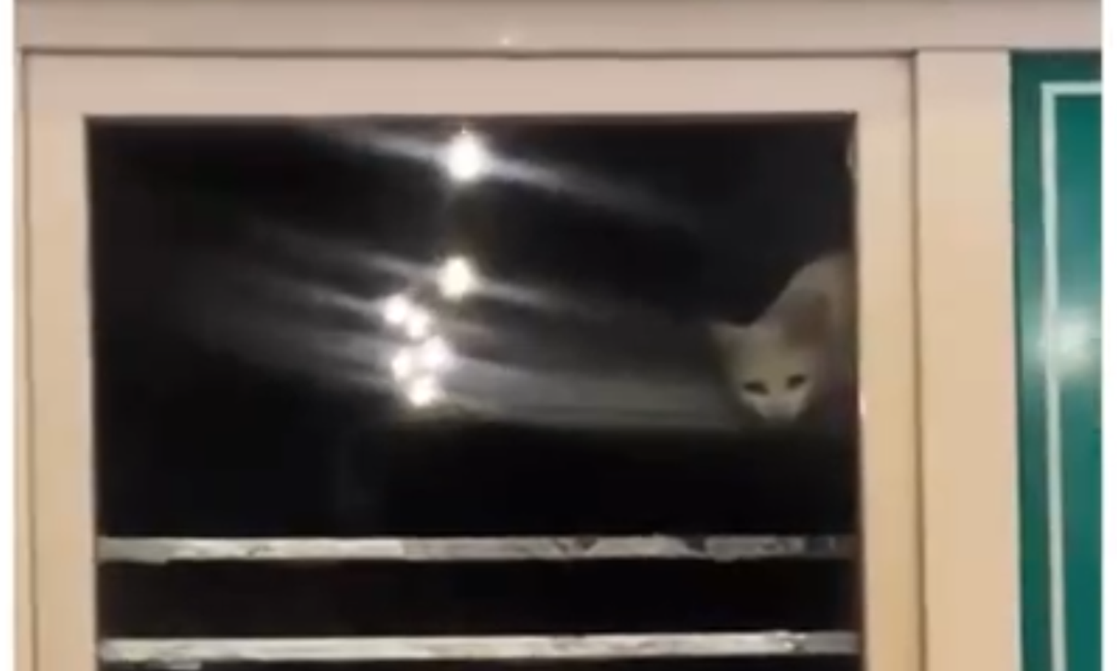 Чычканды мышык издеп. «Рахат лукум» кафесин эми мышык аралап жүрөт