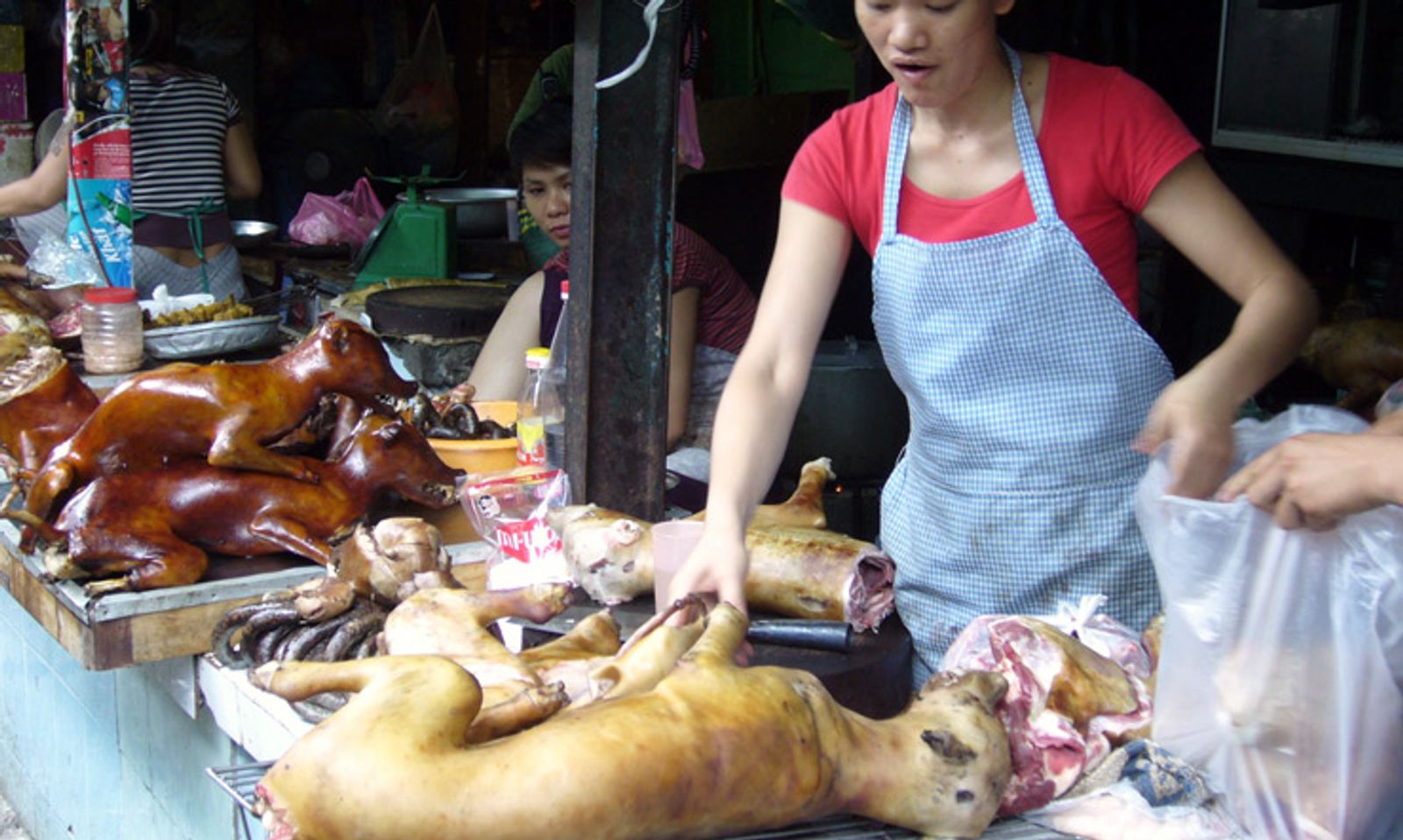 Түштүк Корея иттин этин жегенге расмий түрдө тыюу салууга сунуш киргизди