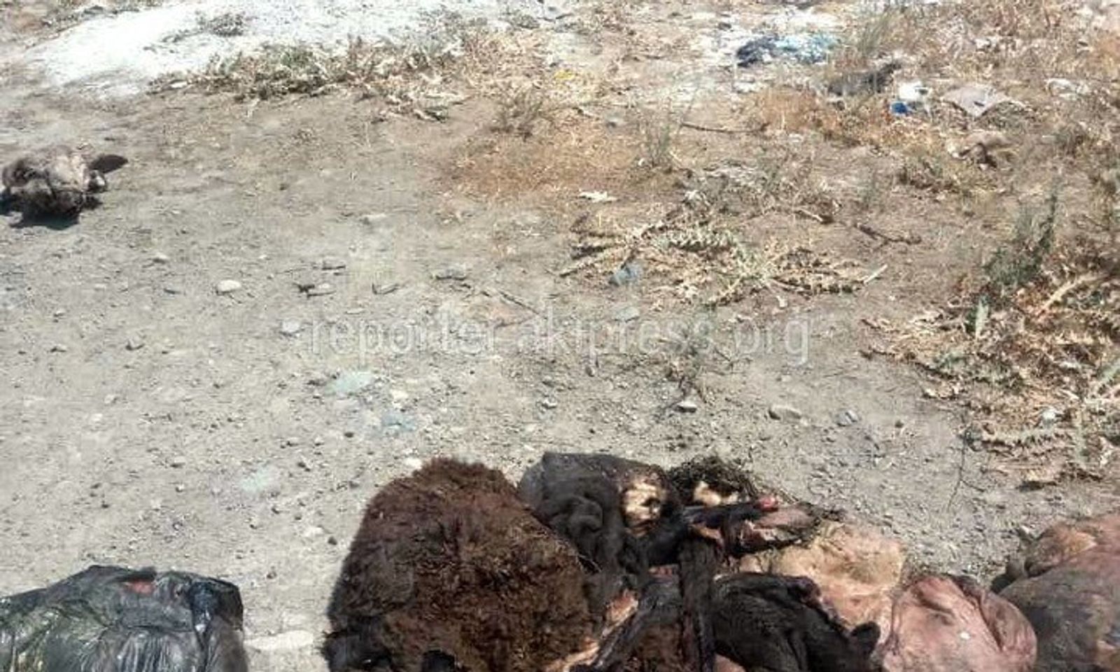 Ала-Арча суу сактагычынын жанына койдун баш-шыйрак, терисин үйүп кетишкен