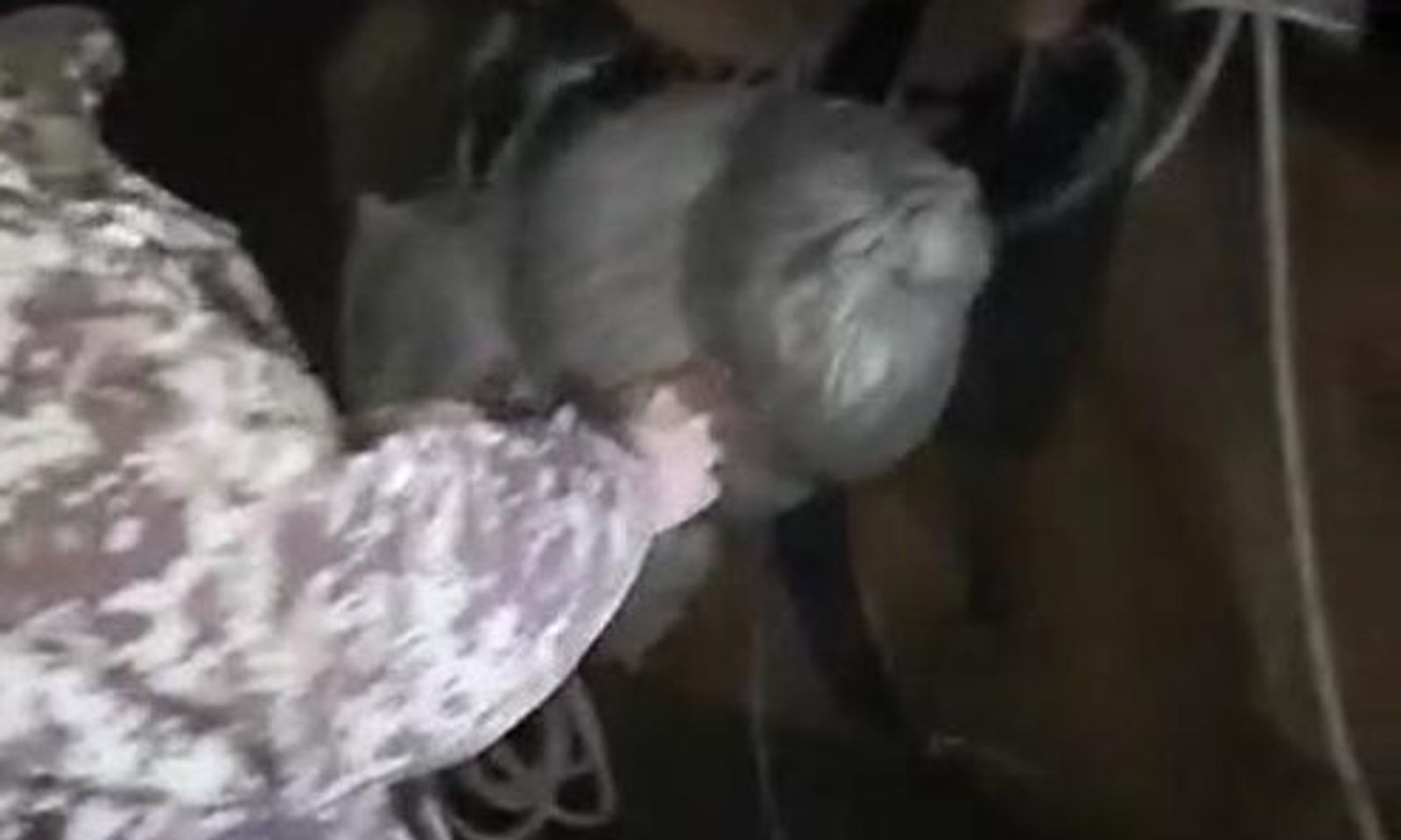 Токтогулда ат менен бангизат ташып бара жаткан жаран кармалды