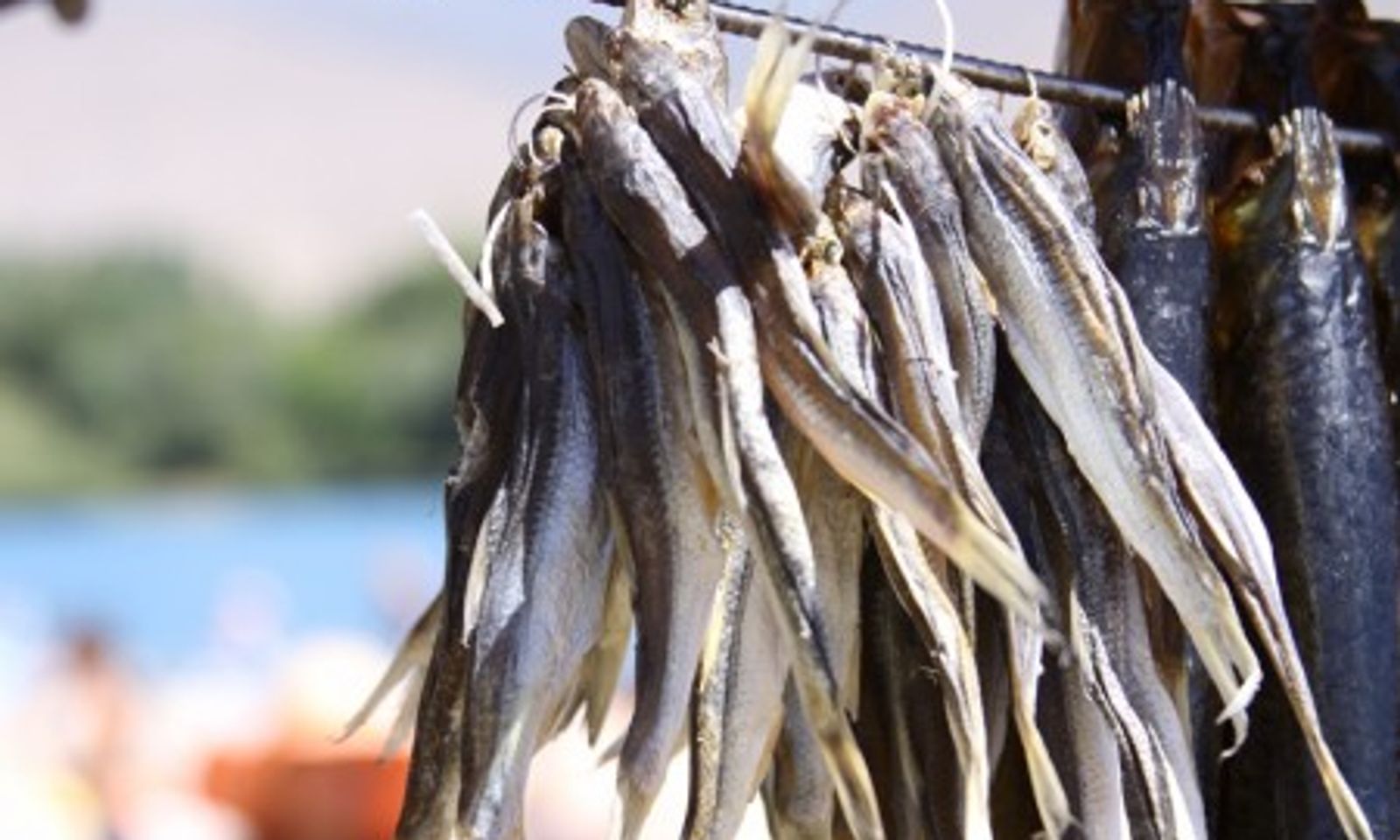 Президент Ысык-Көлдө жана Соң-Көлдө балыкты өндүрмөлүк кармоого үч жылга мораторий киргизди