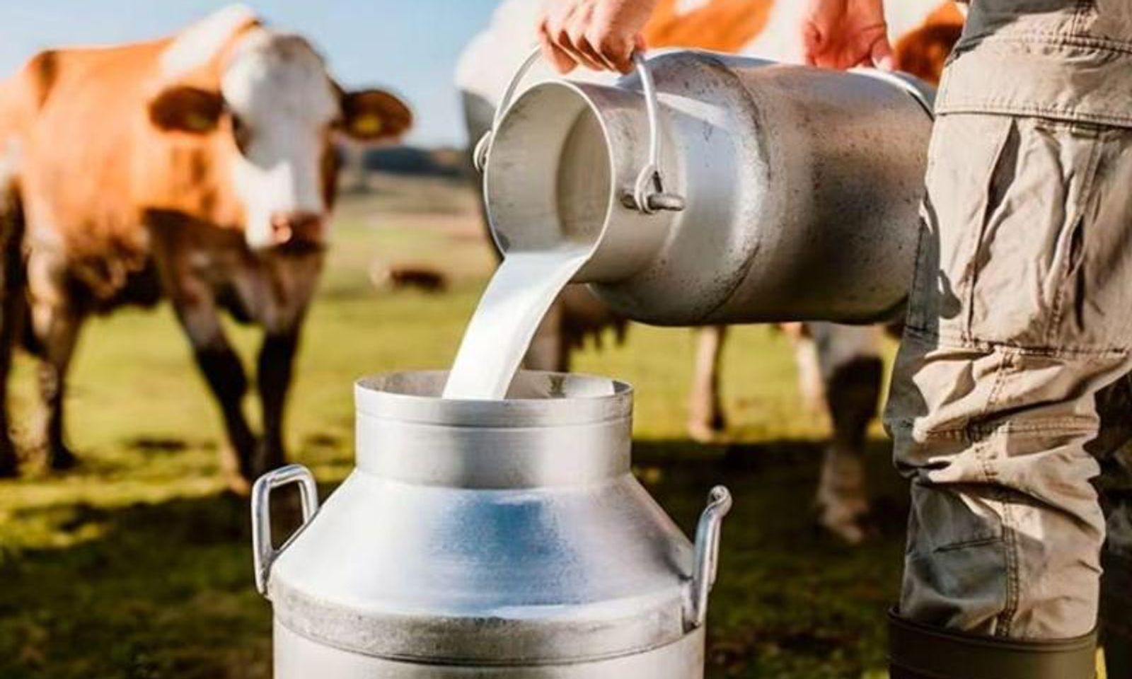 Аймактарда фермерлерден сатып алынган сүттүн баасы 35 сомдон 48 сомго чейин