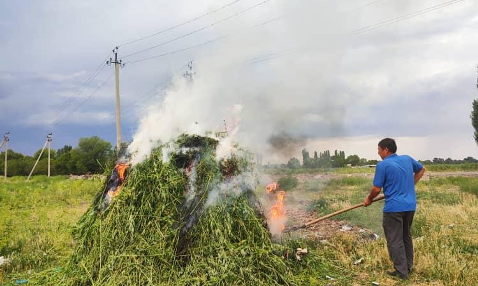 Республика боюнча 94 тонна кара куурай жок кылынды