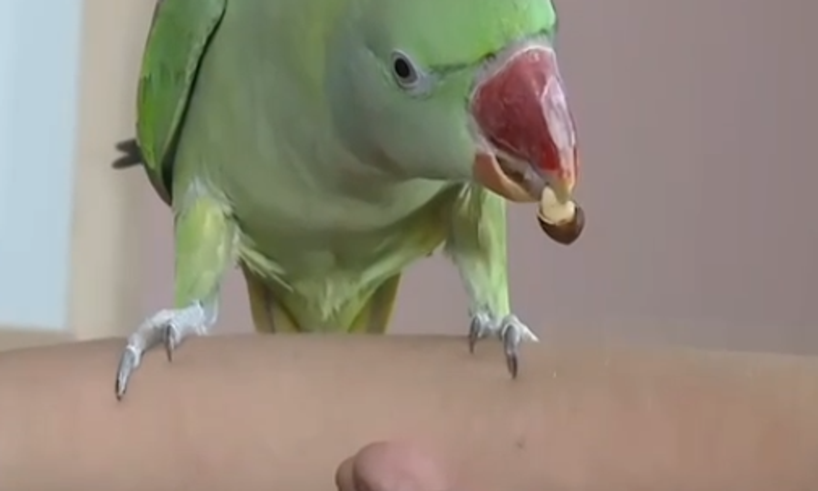 Алматыда ажырашкан түгөйлөр тоту кушту талашышууда