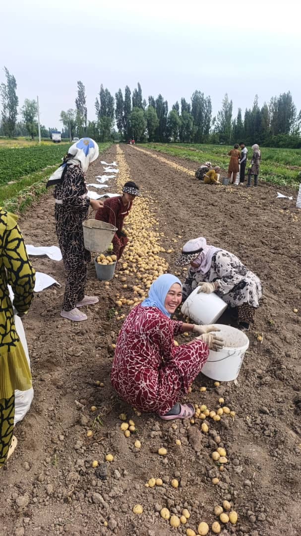 Араванда жаңы бышкан картошка сатыкка чыкты