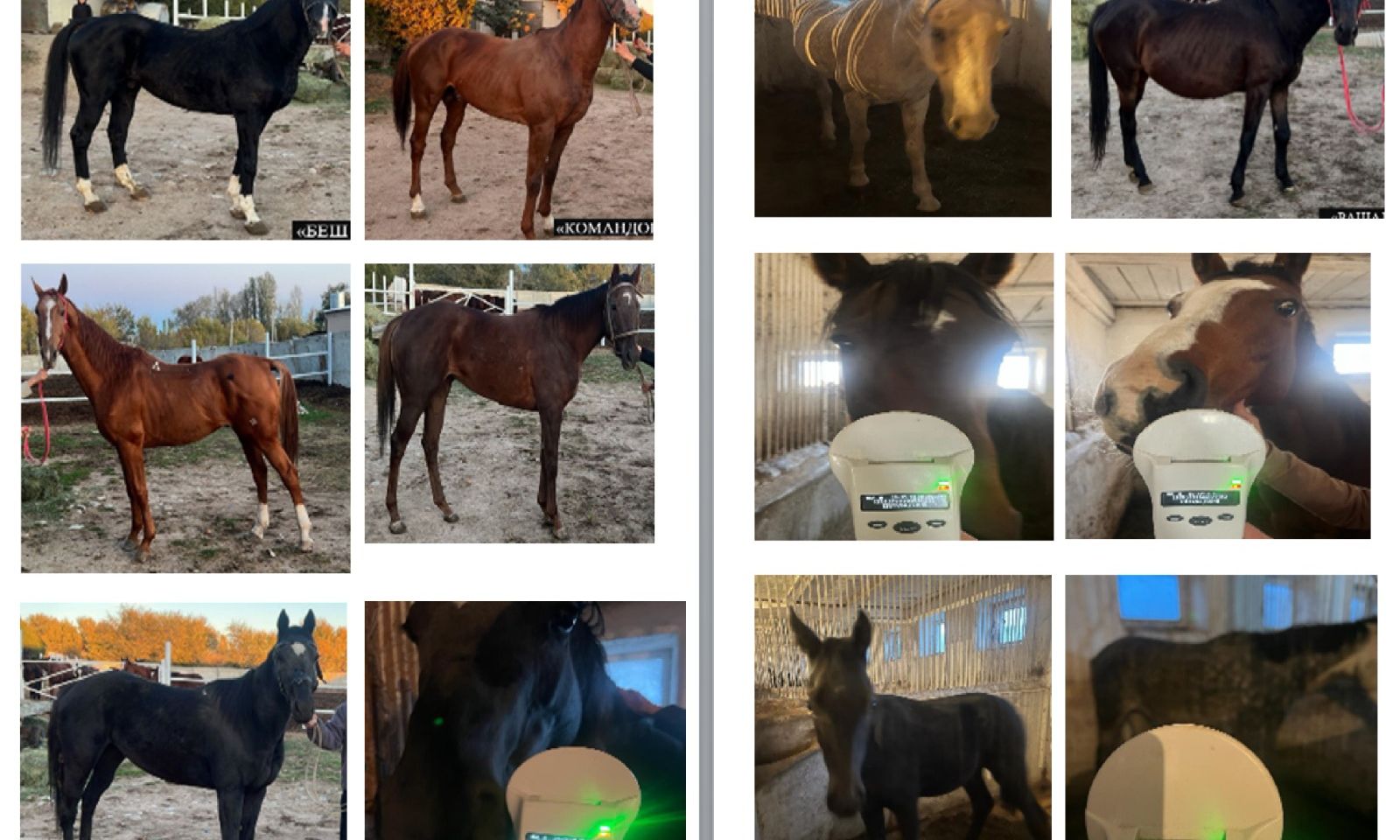 Баасы асман чапчыйт. Көлбаевдин 15 баш асыл тукум жылкылары аныкталды