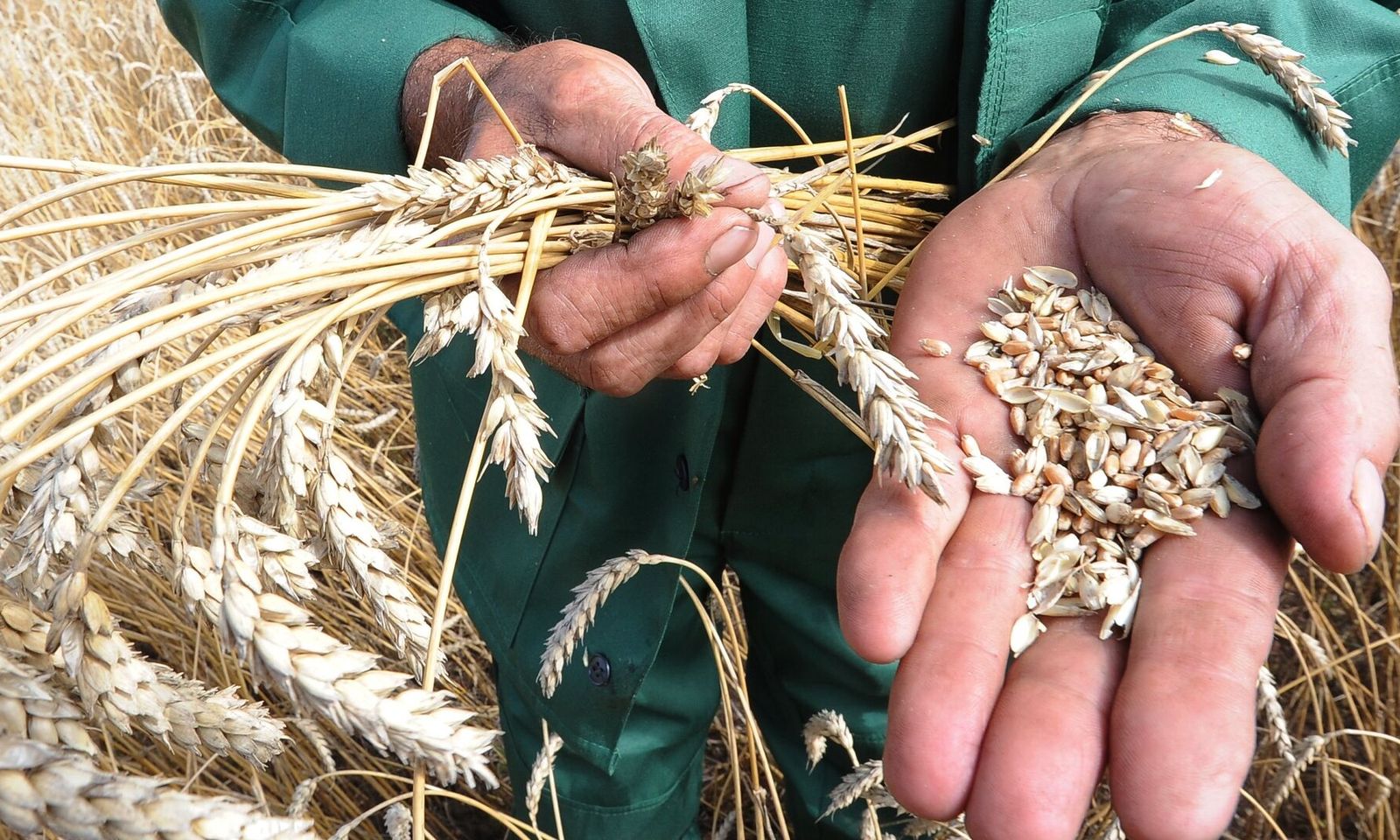 Өлкөдө ун менен буудайды экспорттого тыюу салынды