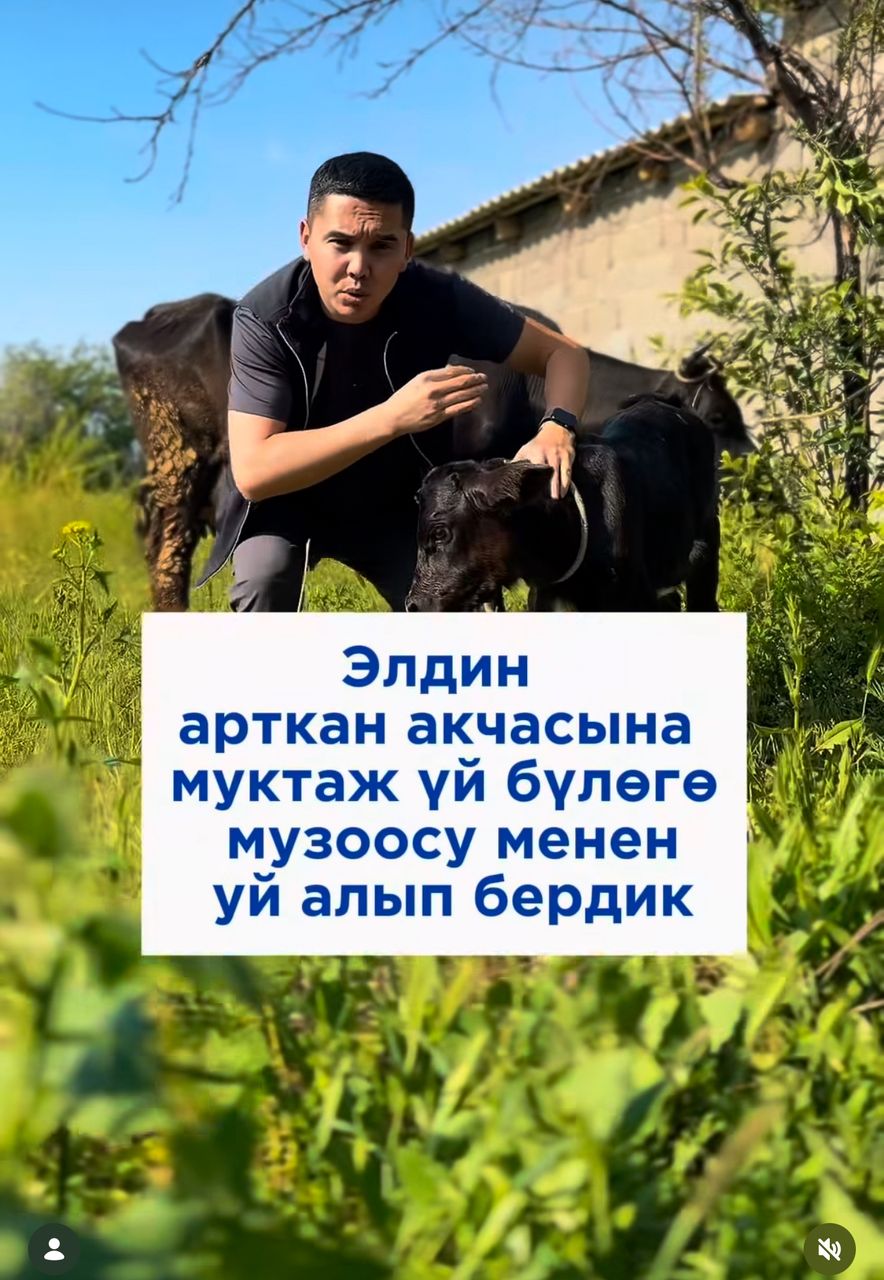 Элдин арткан акчасына муктаж үй бүлөөгө уй музоосу менен алып бердик