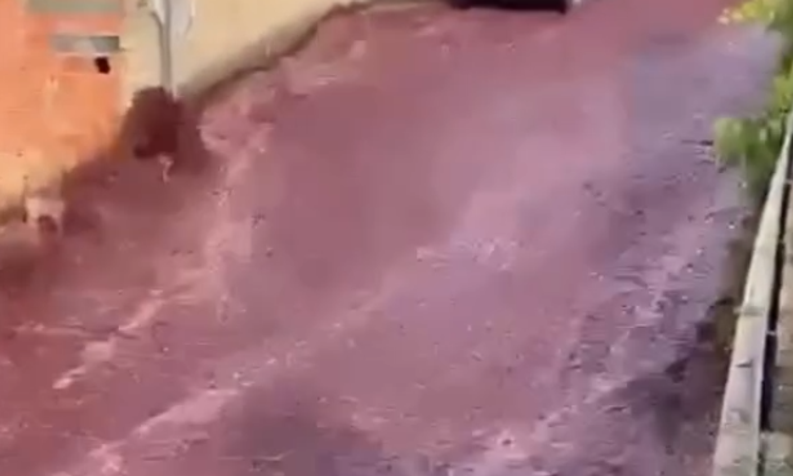 ВИДЕО-Португалиянын Анадия шаарын «вино дарыя» каптады