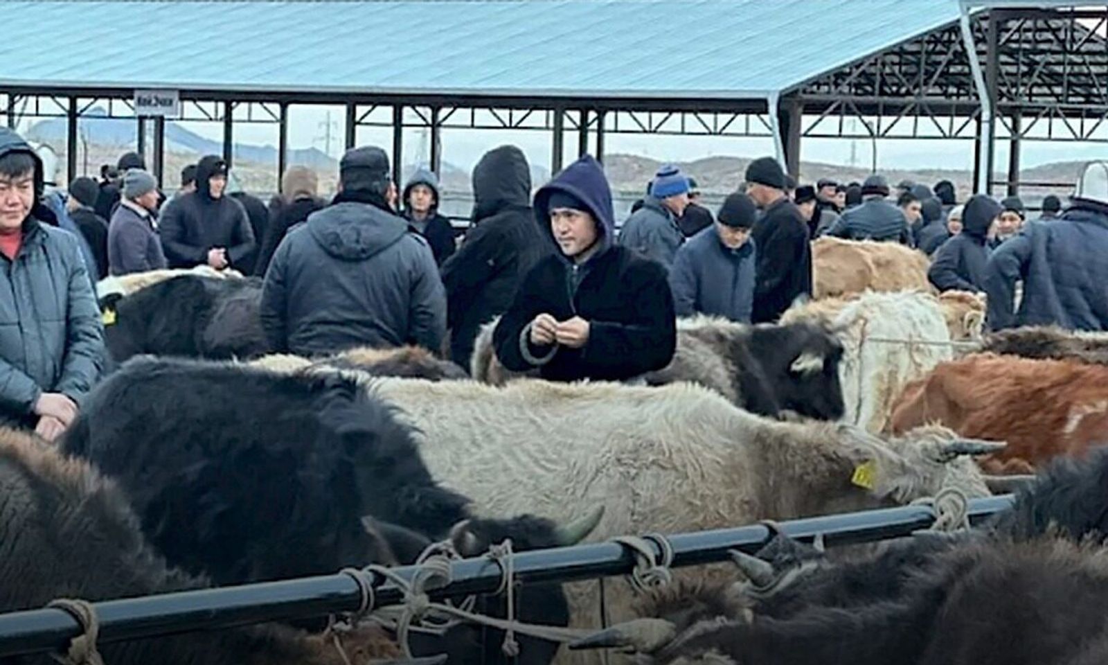 Жакында эки мал базардын курулушу аяктап, пайдаланууга берилет. Бул тууралуу Суу ресурстары, айыл чарба жана кайра иштетүү өнөр жайы министрлигинен билдиришти